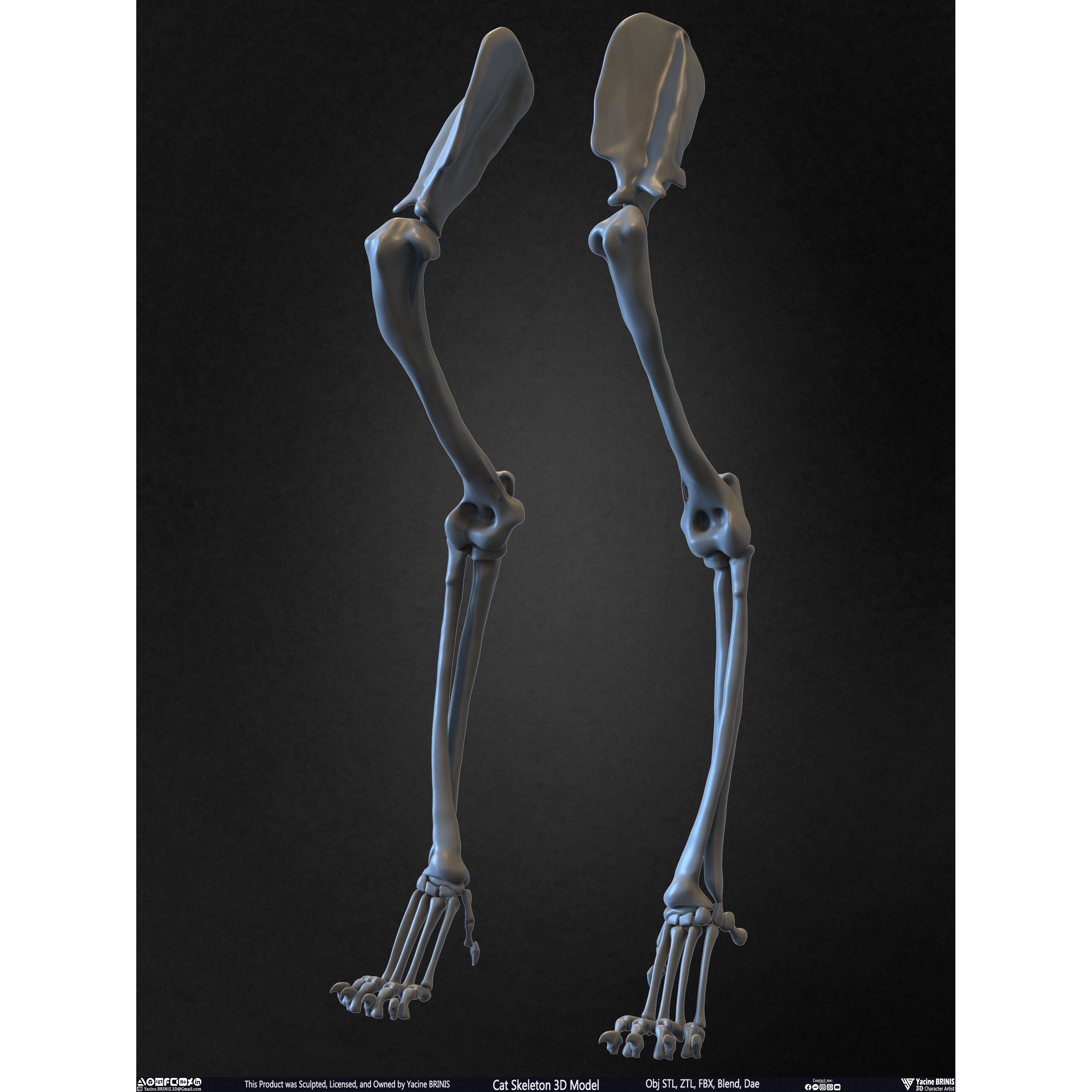 Cat Skeleton - Low-Poly Game-Ready 3D Model - View 38