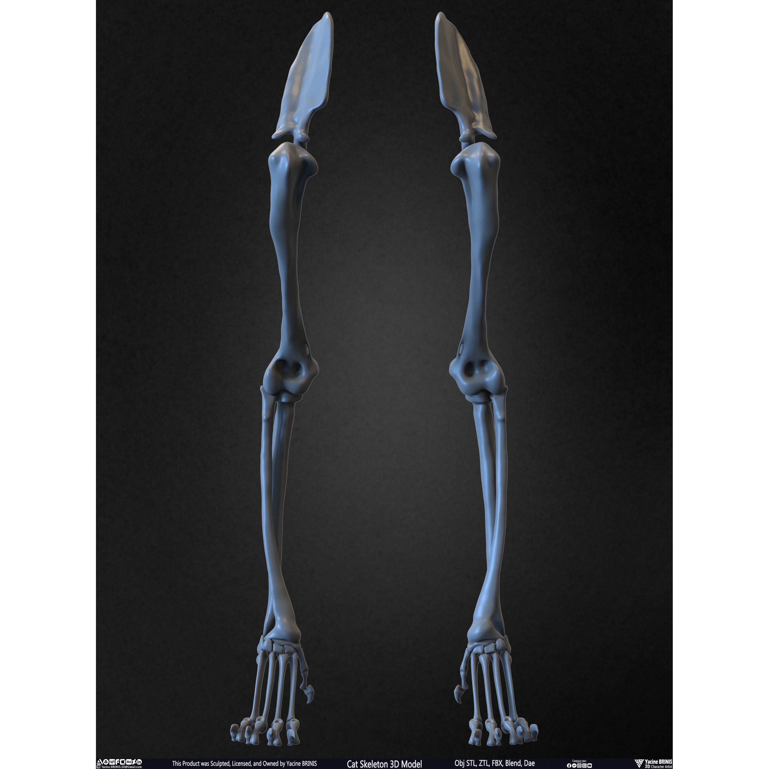 Cat Skeleton - Low-Poly Game-Ready 3D Model - View 39