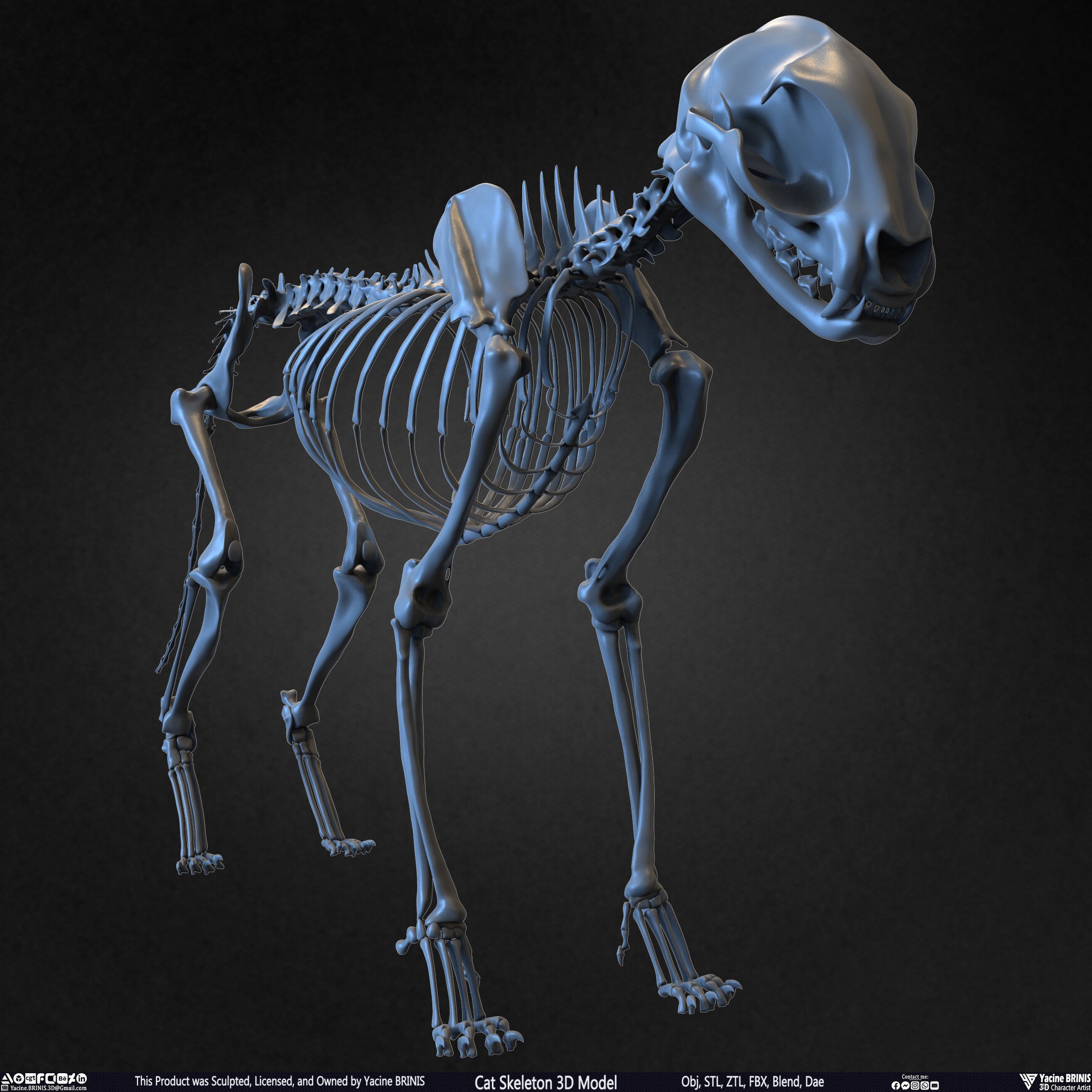 Cat Skeleton - Low-Poly Game-Ready 3D Model - View 4