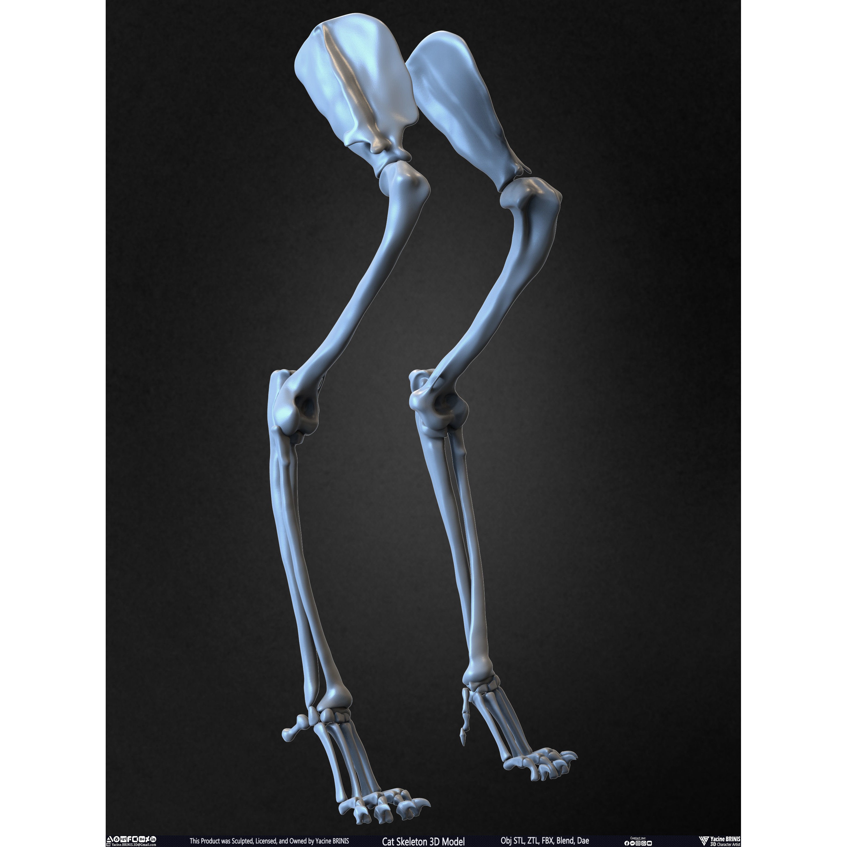 Cat Skeleton - Low-Poly Game-Ready 3D Model - View 40