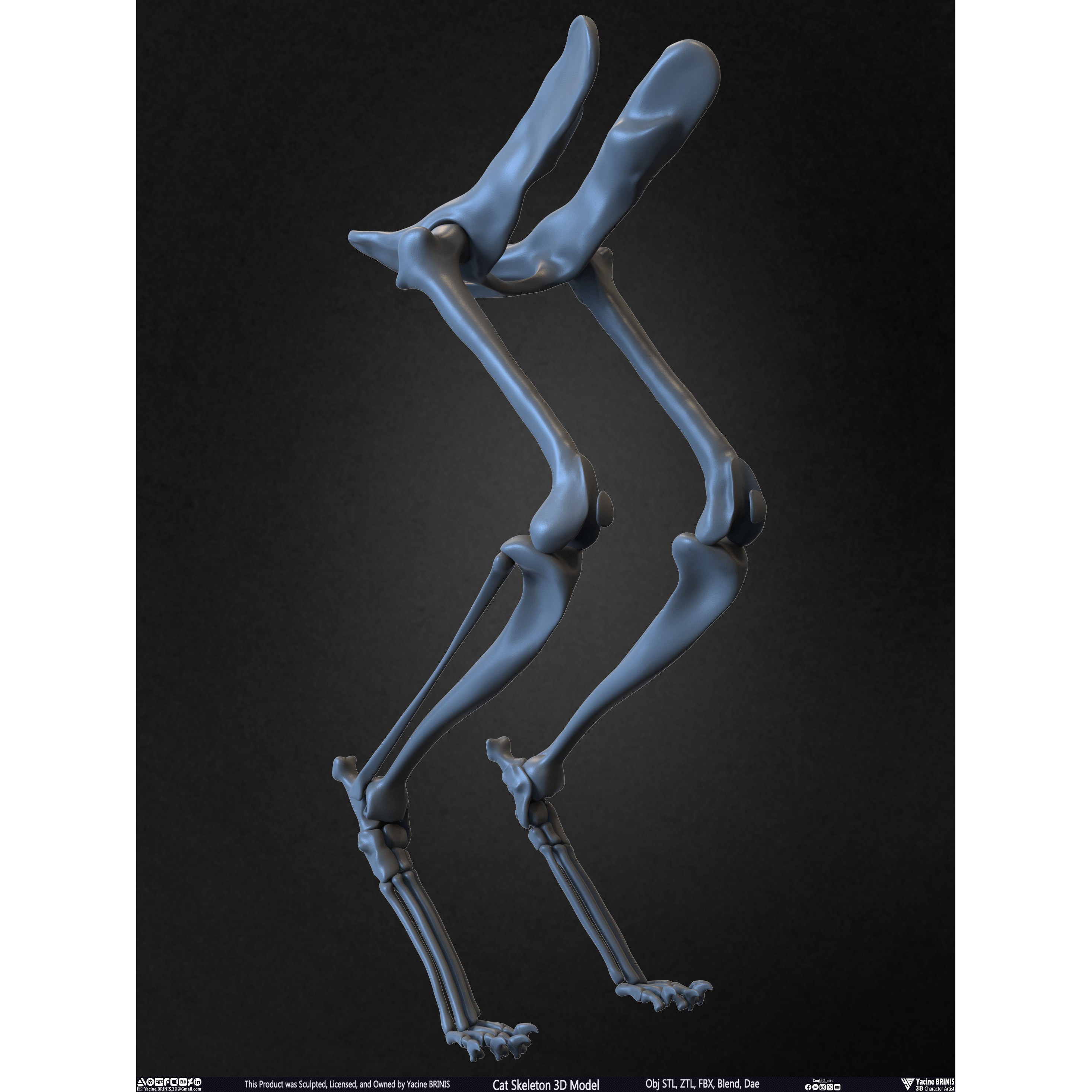 Cat Skeleton - Low-Poly Game-Ready 3D Model - View 41