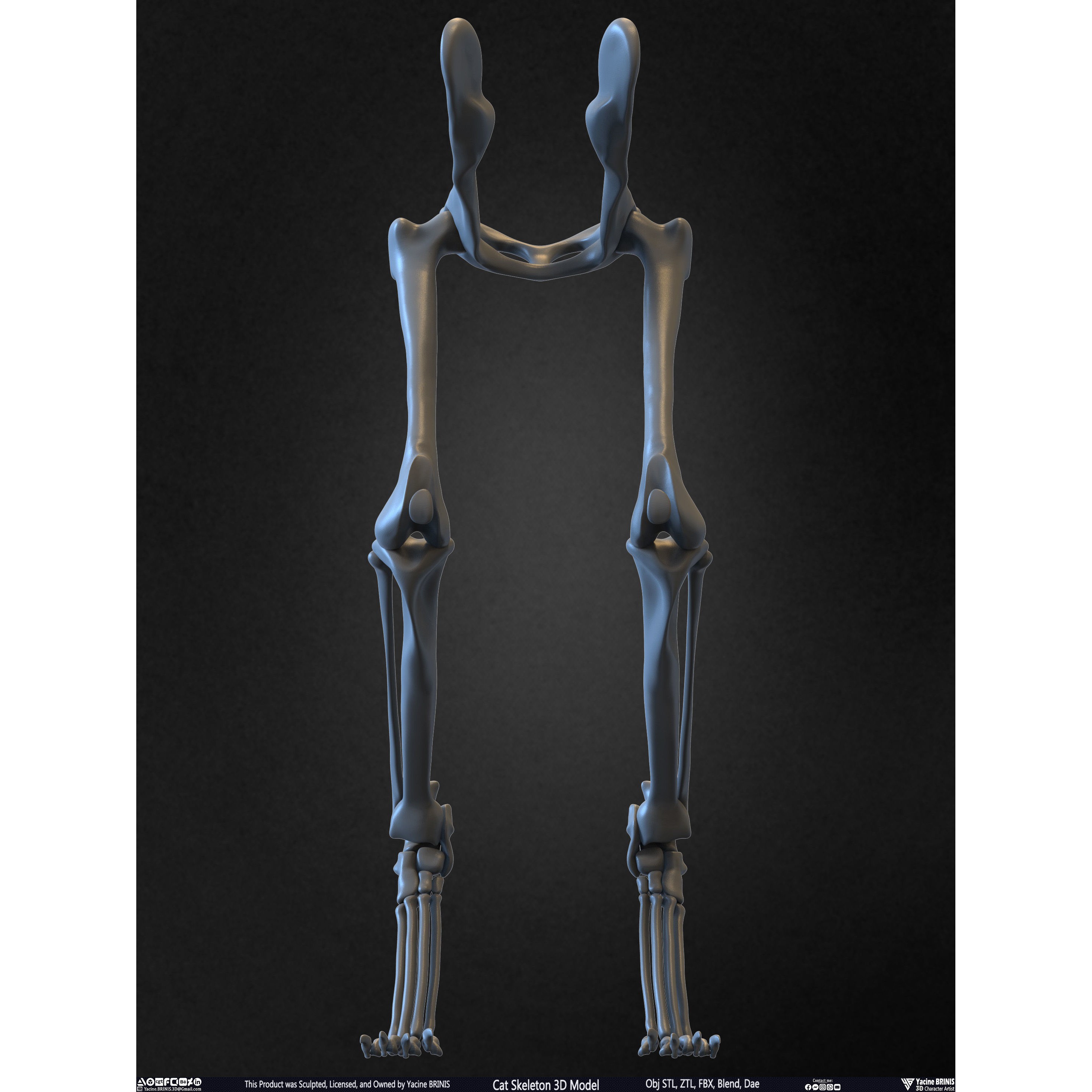 Cat Skeleton - Low-Poly Game-Ready 3D Model - View 42