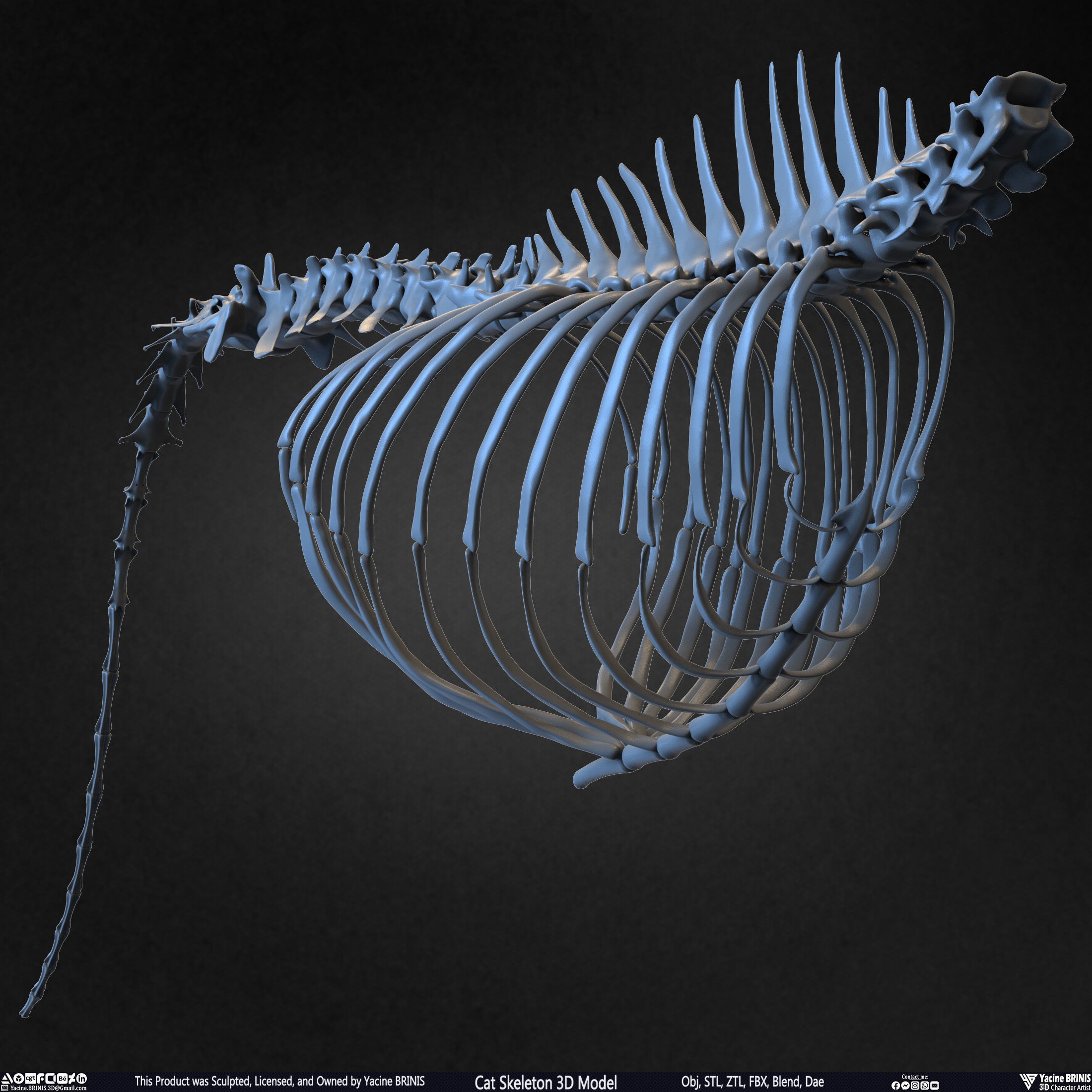 Cat Skeleton - Low-Poly Game-Ready 3D Model - View 43