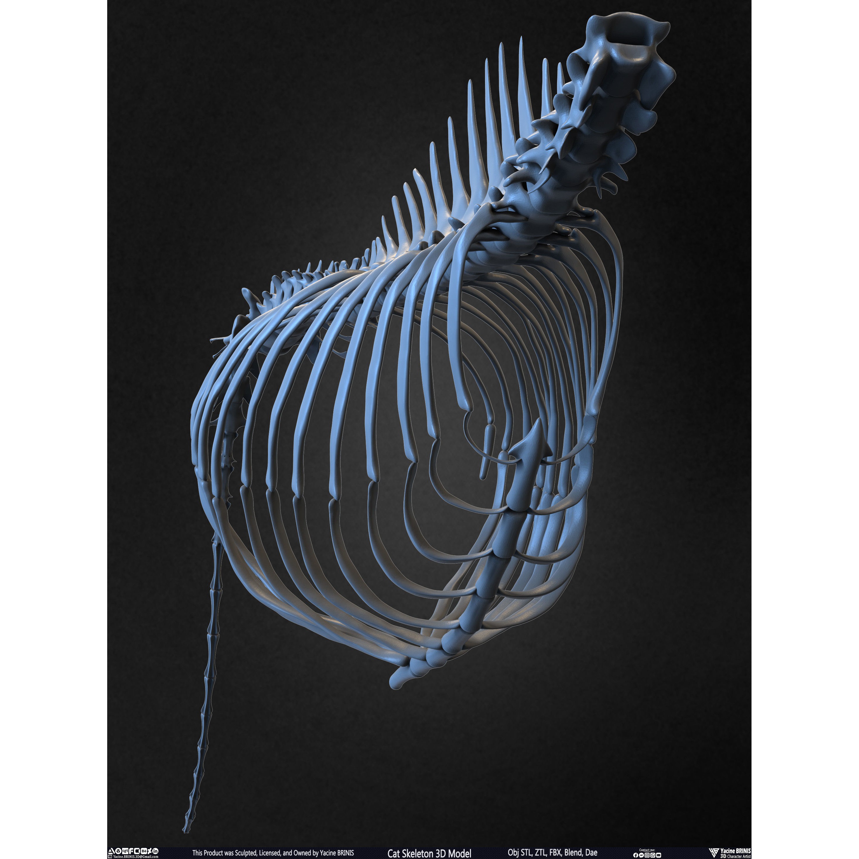 Cat Skeleton - Low-Poly Game-Ready 3D Model - View 44