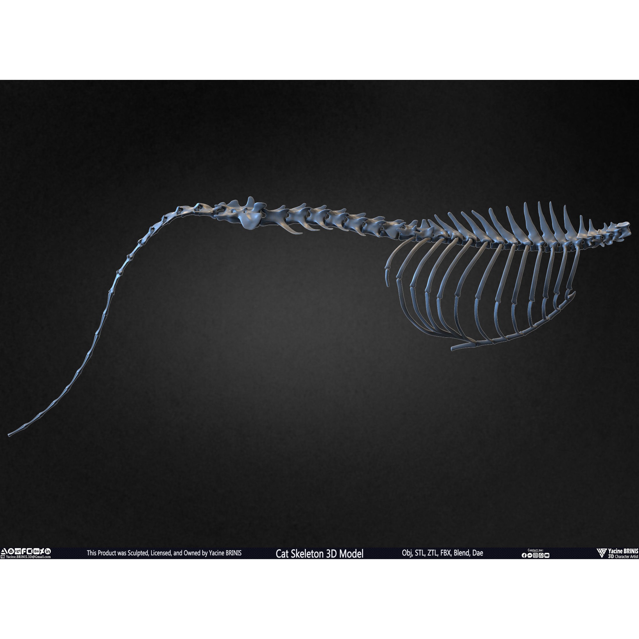 Cat Skeleton - Low-Poly Game-Ready 3D Model - View 45