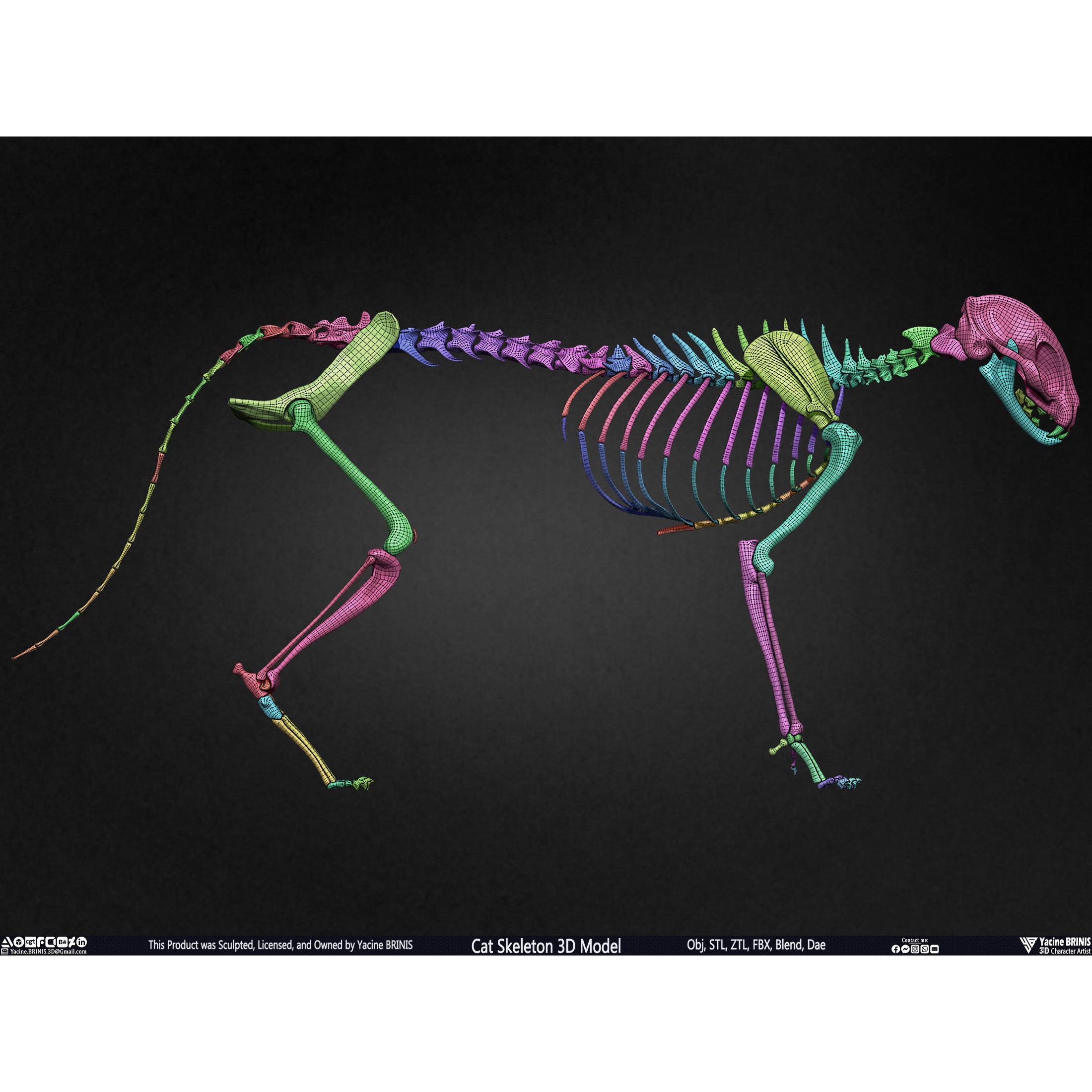 Cat Skeleton - Low-Poly Game-Ready 3D Model - View 46