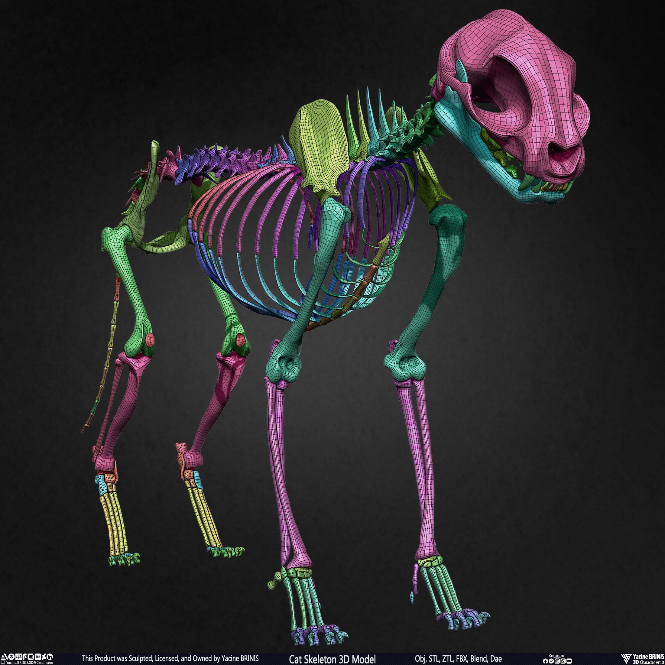 Cat Skeleton - Low-Poly Game-Ready 3D Model - View 47