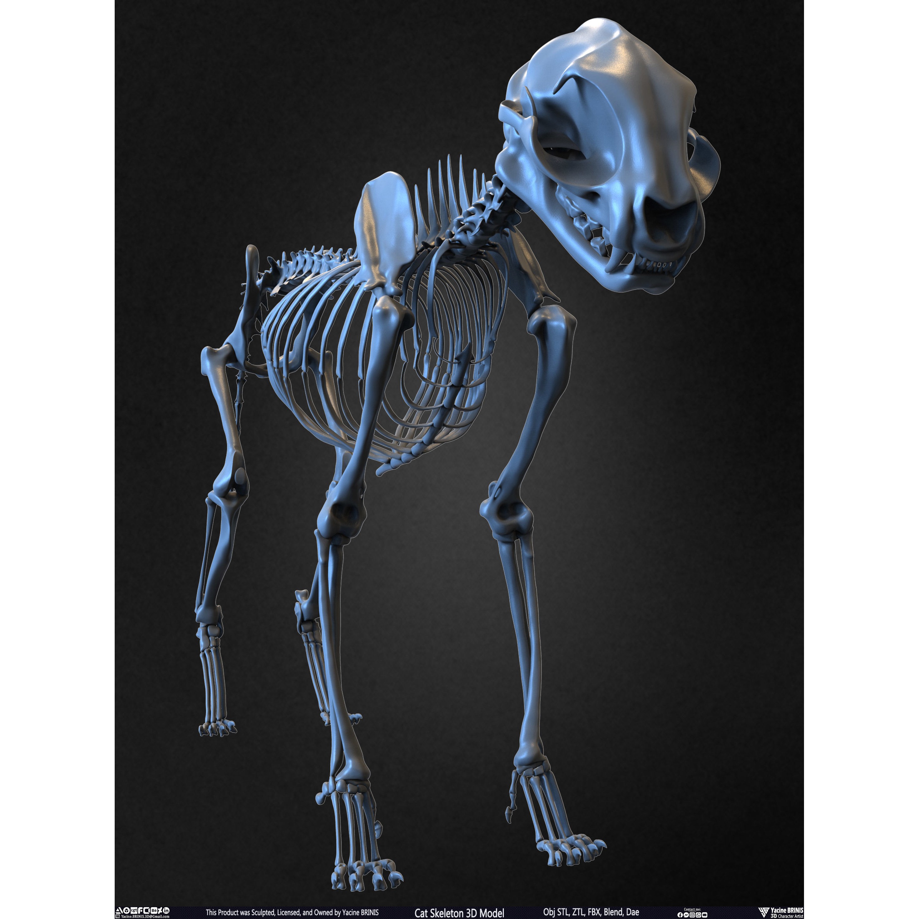 Cat Skeleton - Low-Poly Game-Ready 3D Model - View 5