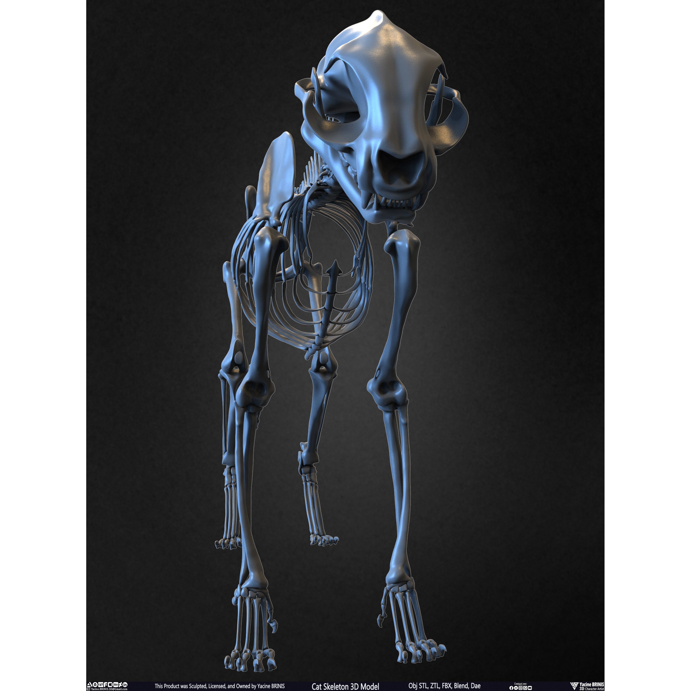 Cat Skeleton - Low-Poly Game-Ready 3D Model - View 6