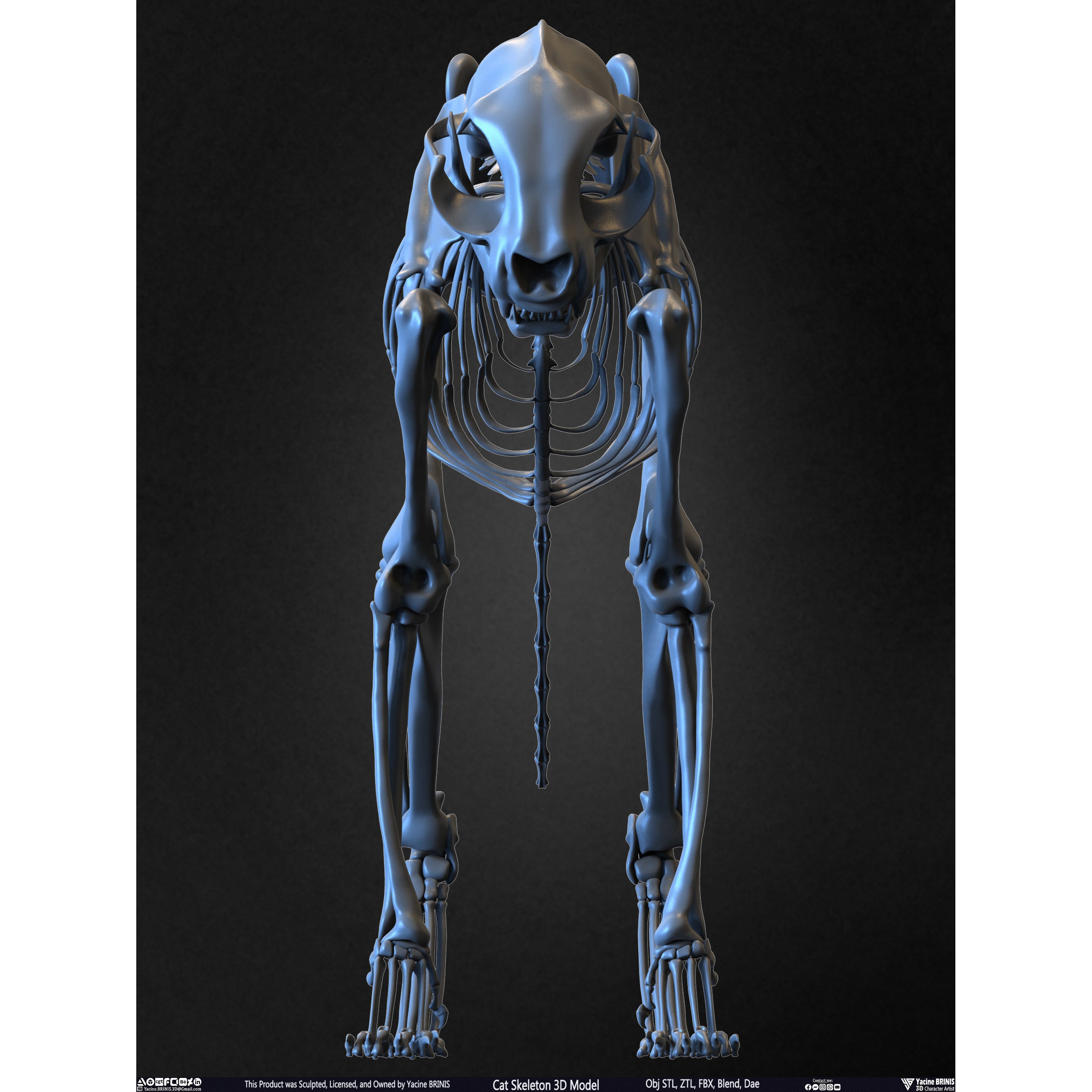 Cat Skeleton - Low-Poly Game-Ready 3D Model - View 7