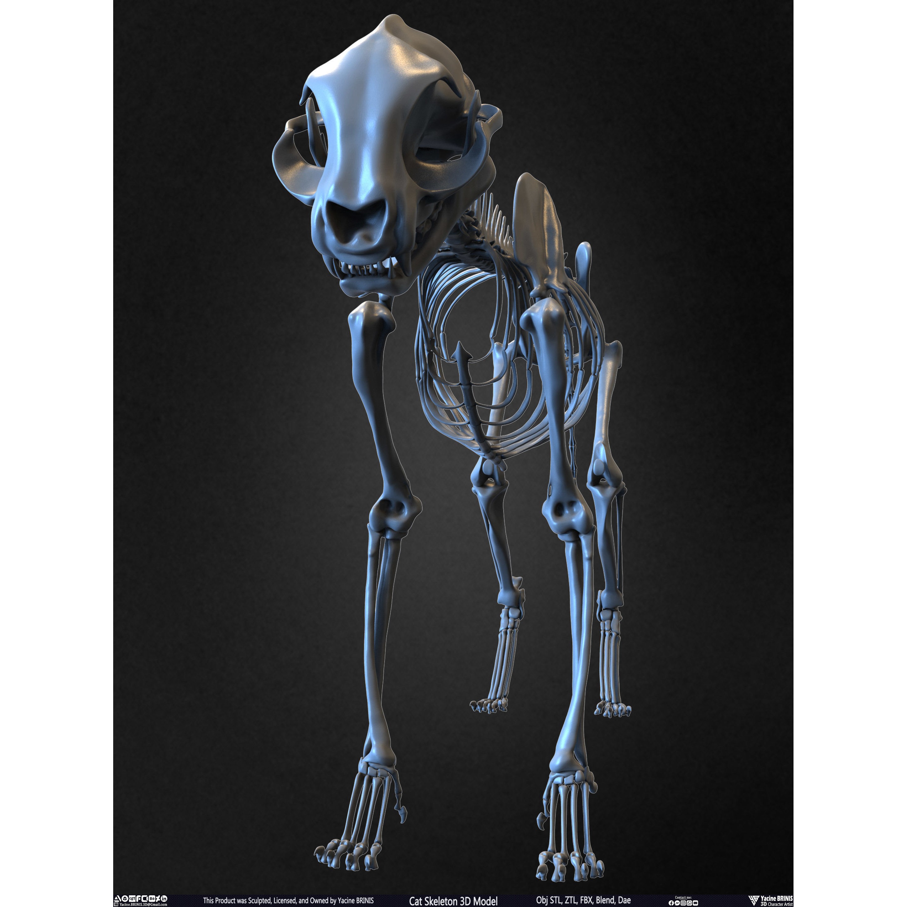 Cat Skeleton - Low-Poly Game-Ready 3D Model - View 8