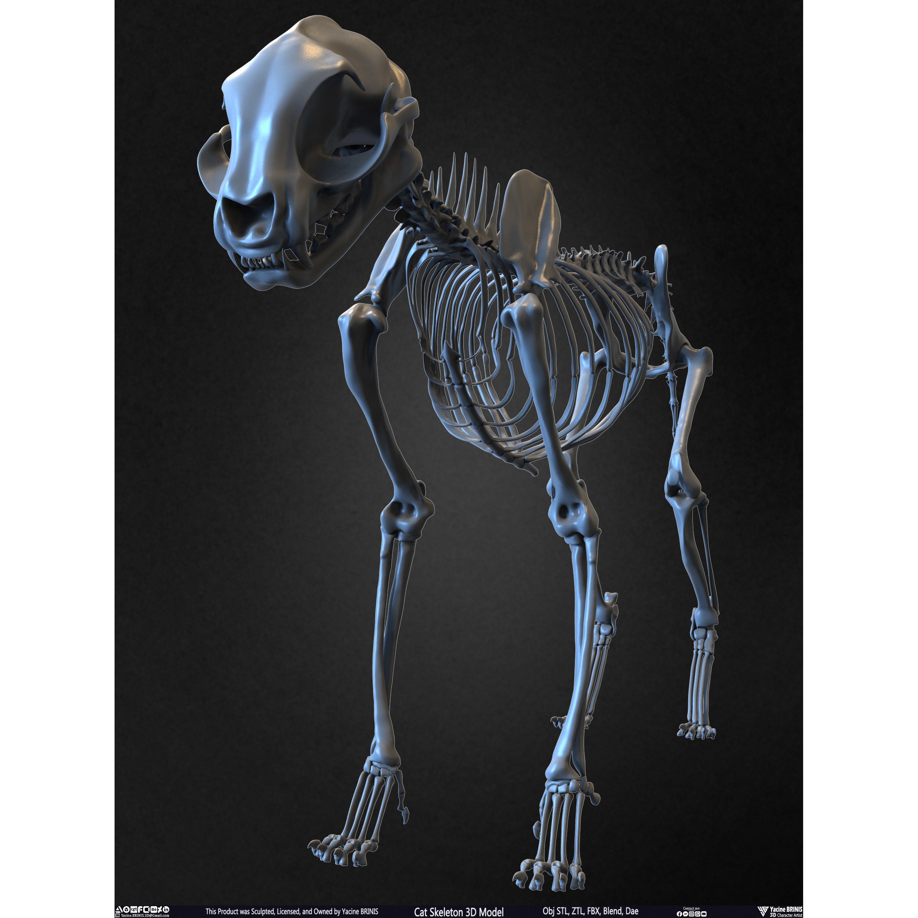 Cat Skeleton - Low-Poly Game-Ready 3D Model - View 9