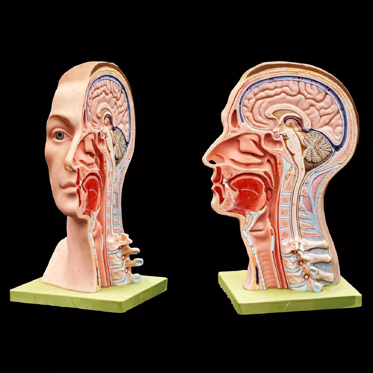Human Head - Low-Poly Game-Ready 3D Model - View 2