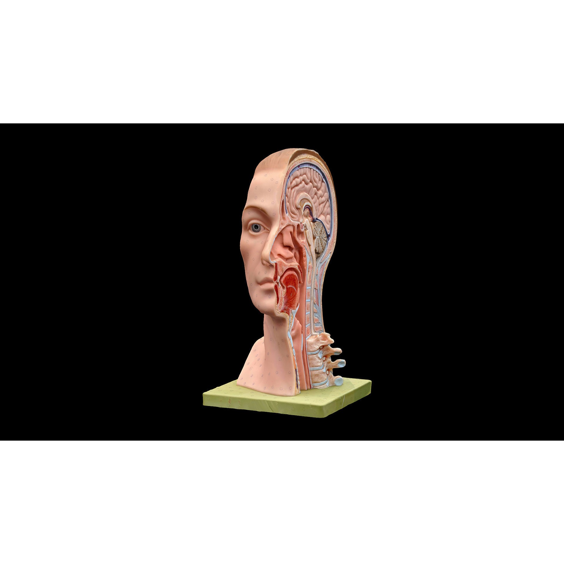Human Head - Low-Poly Game-Ready 3D Model - View 3