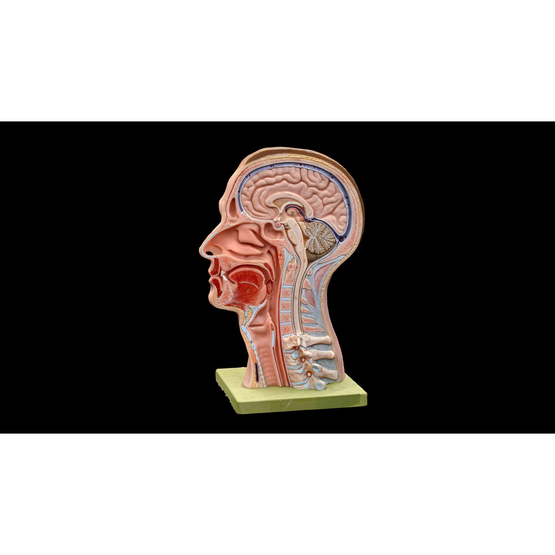 Human Head - Low-Poly Game-Ready 3D Model - View 4