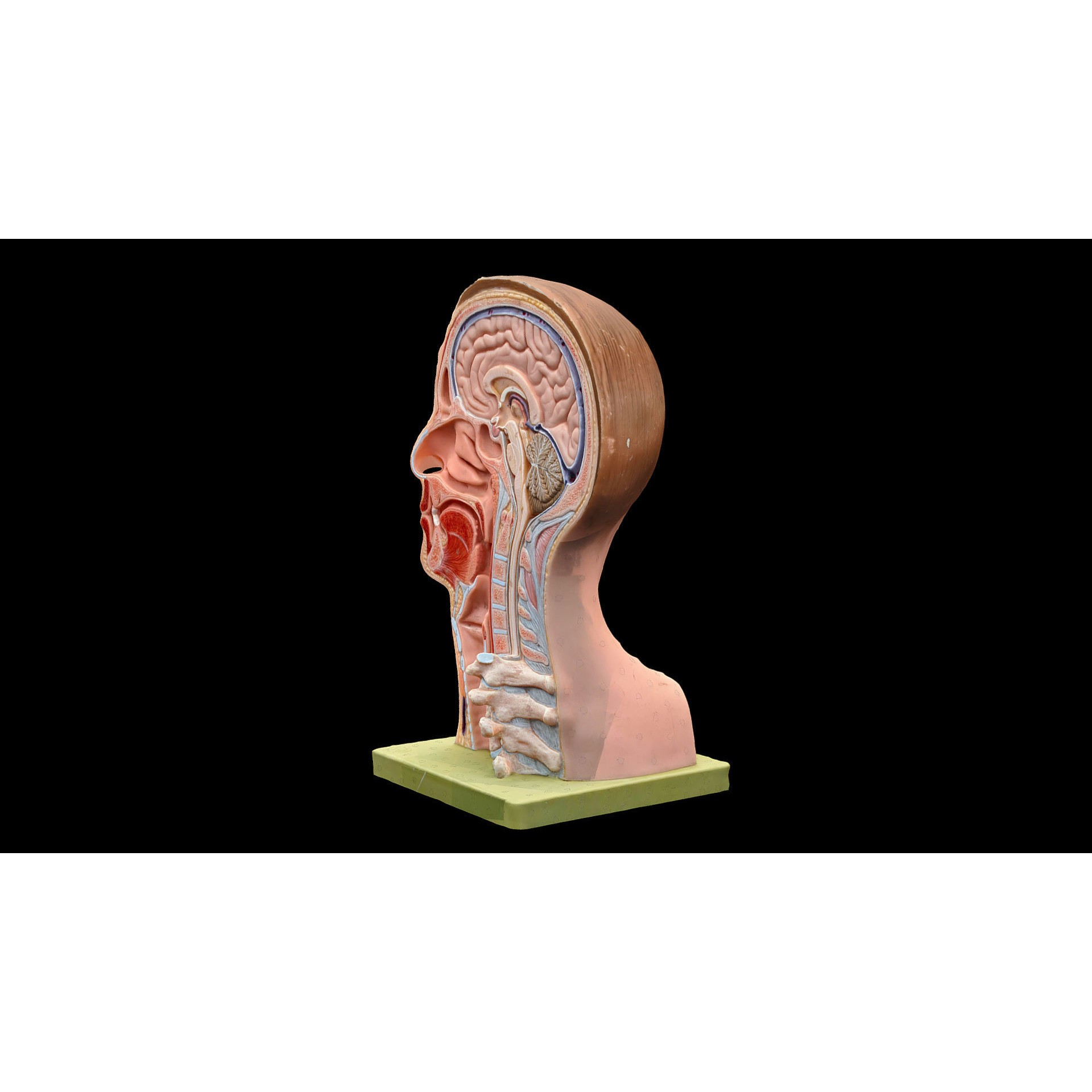 Human Head - Low-Poly Game-Ready 3D Model - View 5