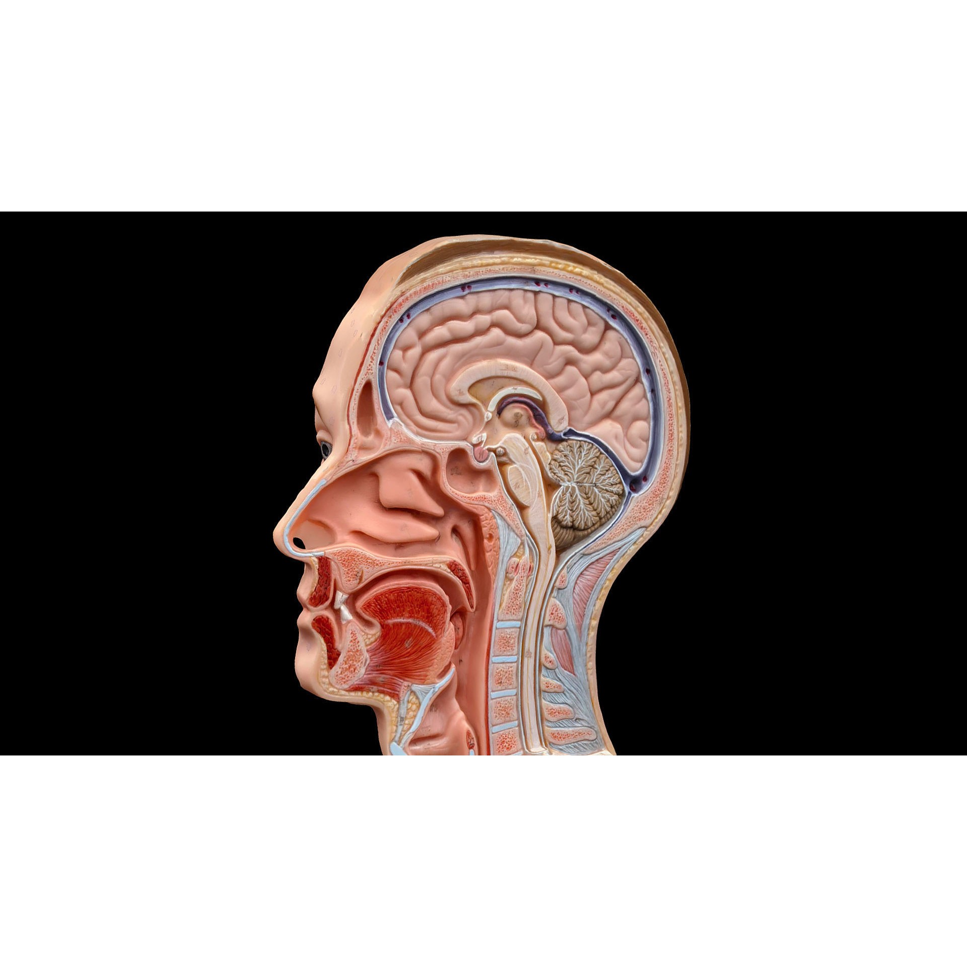 Human Head - Low-Poly Game-Ready 3D Model - View 8