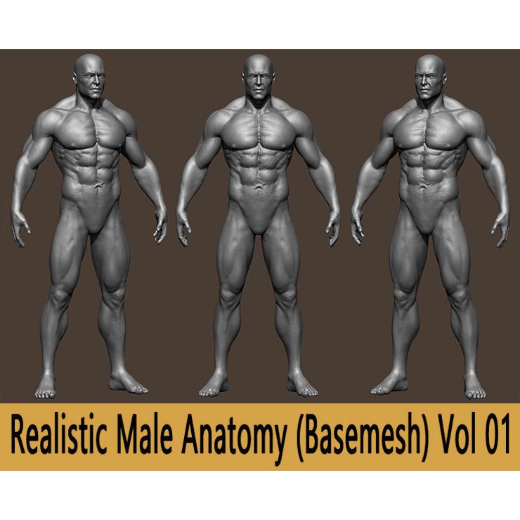 Realistic Male Anatomy Basemesh - Low-Poly Game-Ready 3D Model - View 10