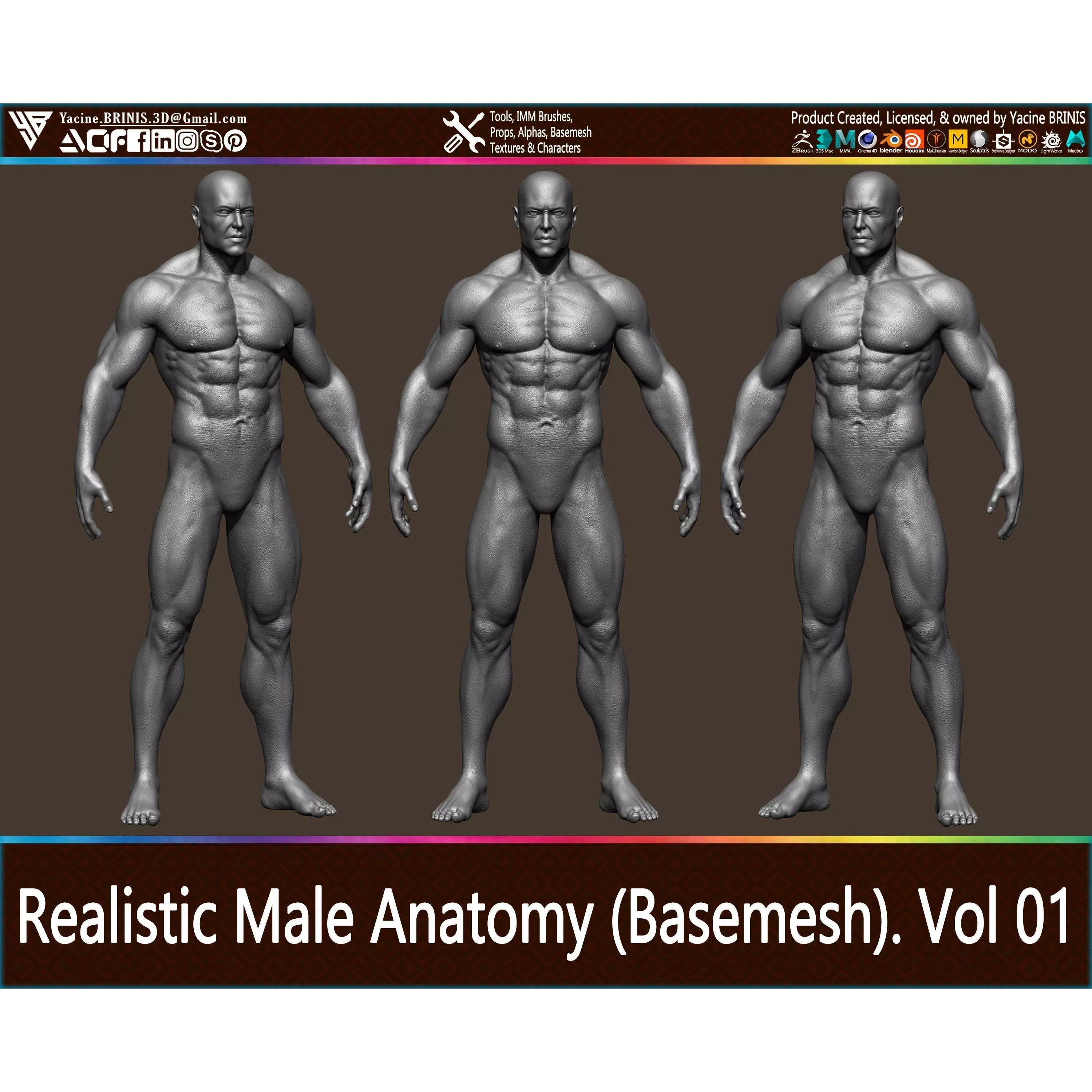 Realistic Male Anatomy Basemesh - Low-Poly Game-Ready 3D Model - View 2