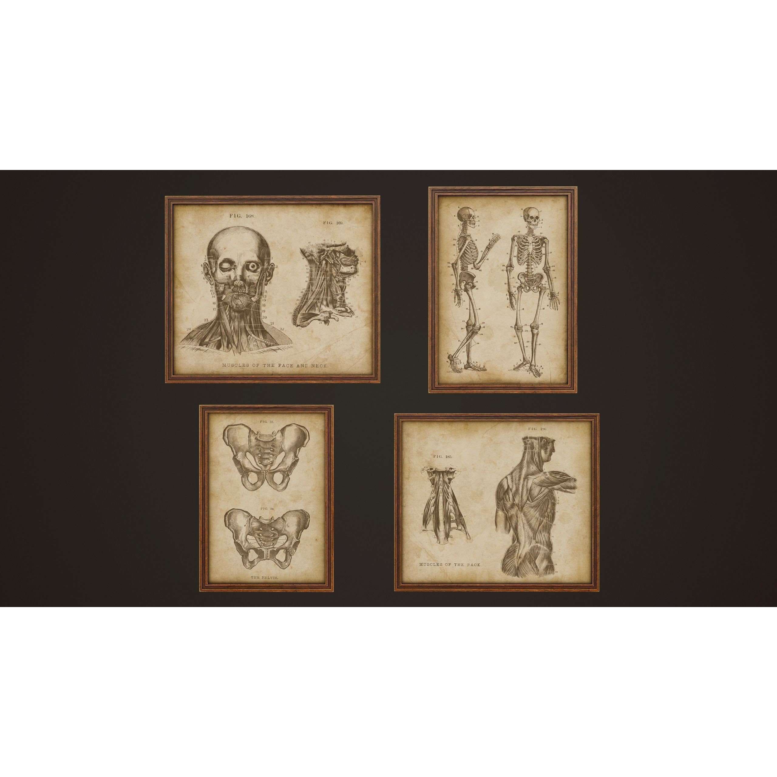 Medical Pictures - Low-Poly Game-Ready 3D Model - View 3