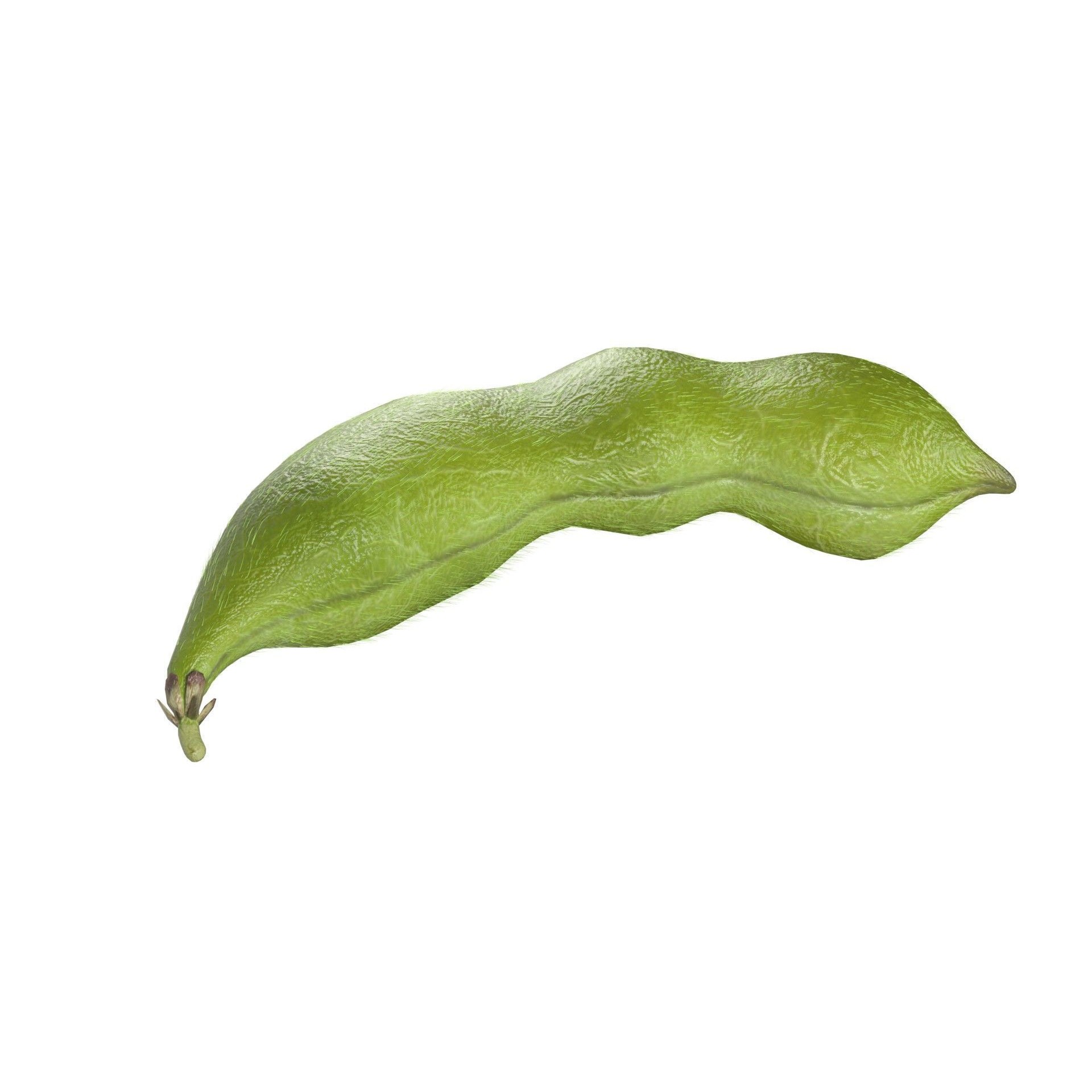 Soybean Green Pod 3D Model – Low Poly Game Asset, Blender, FBX, OBJ - View 8