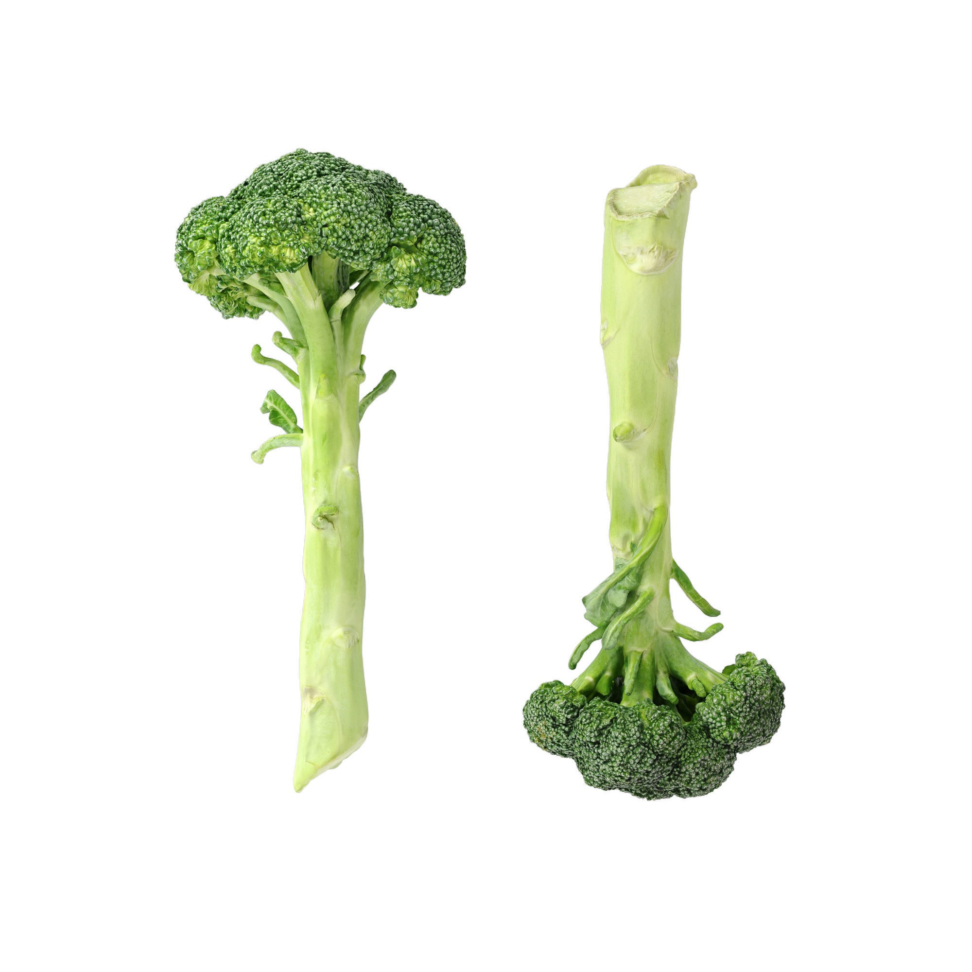 Broccoli Bunch 3D Model – High Poly Photogrammetry Asset, FBX/OBJ - View 10