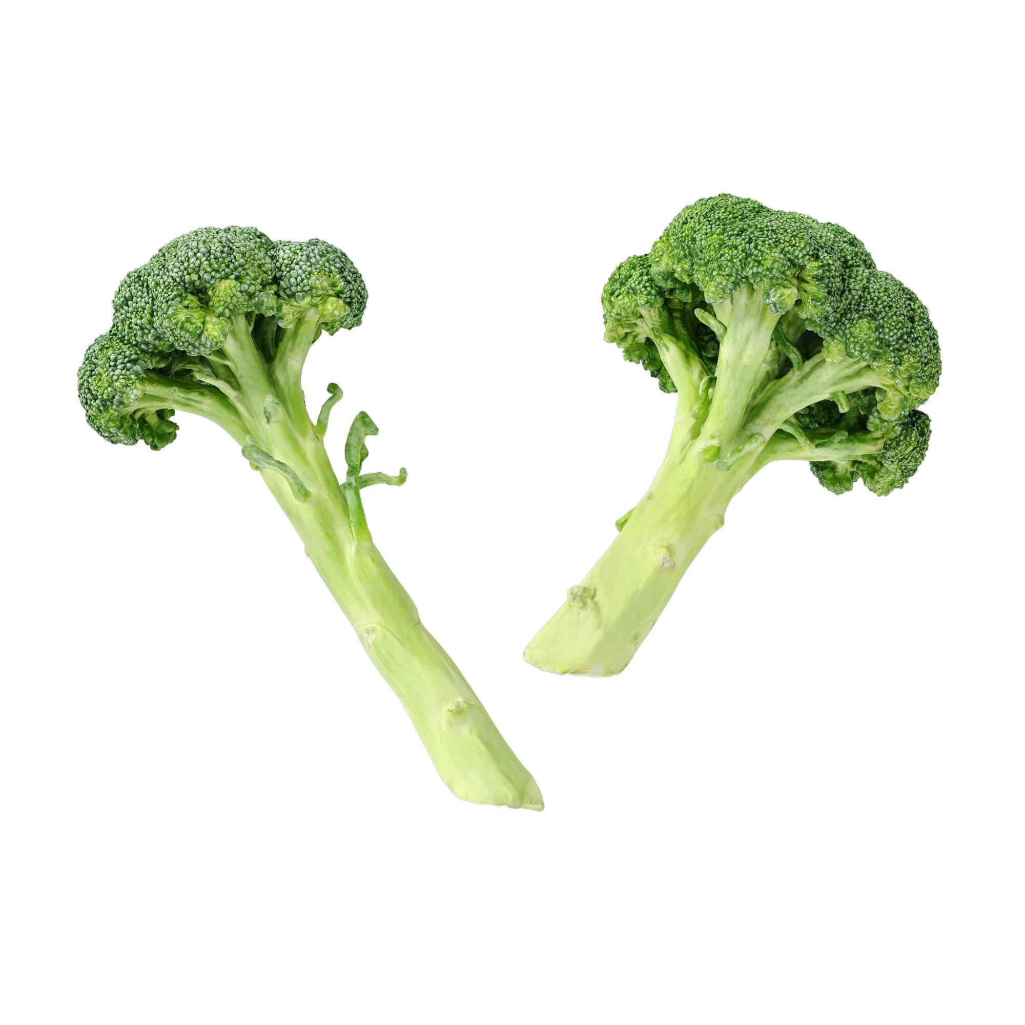 Broccoli Bunch 3D Model – High Poly Photogrammetry Asset, FBX/OBJ - View 11