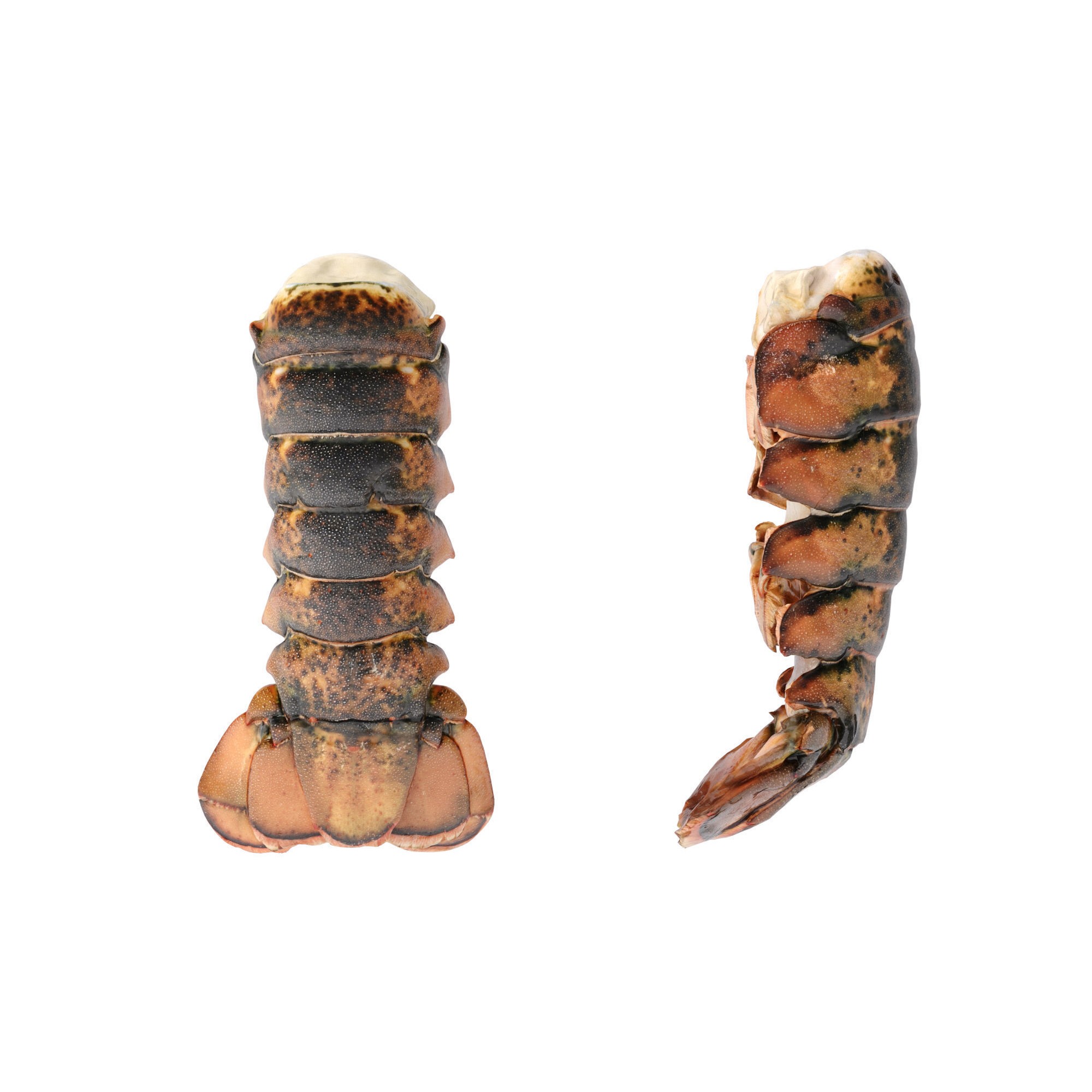 Atlantic Lobster Tails 3D Model – High Poly & Low Poly, FBX/OBJ Formats - View 13