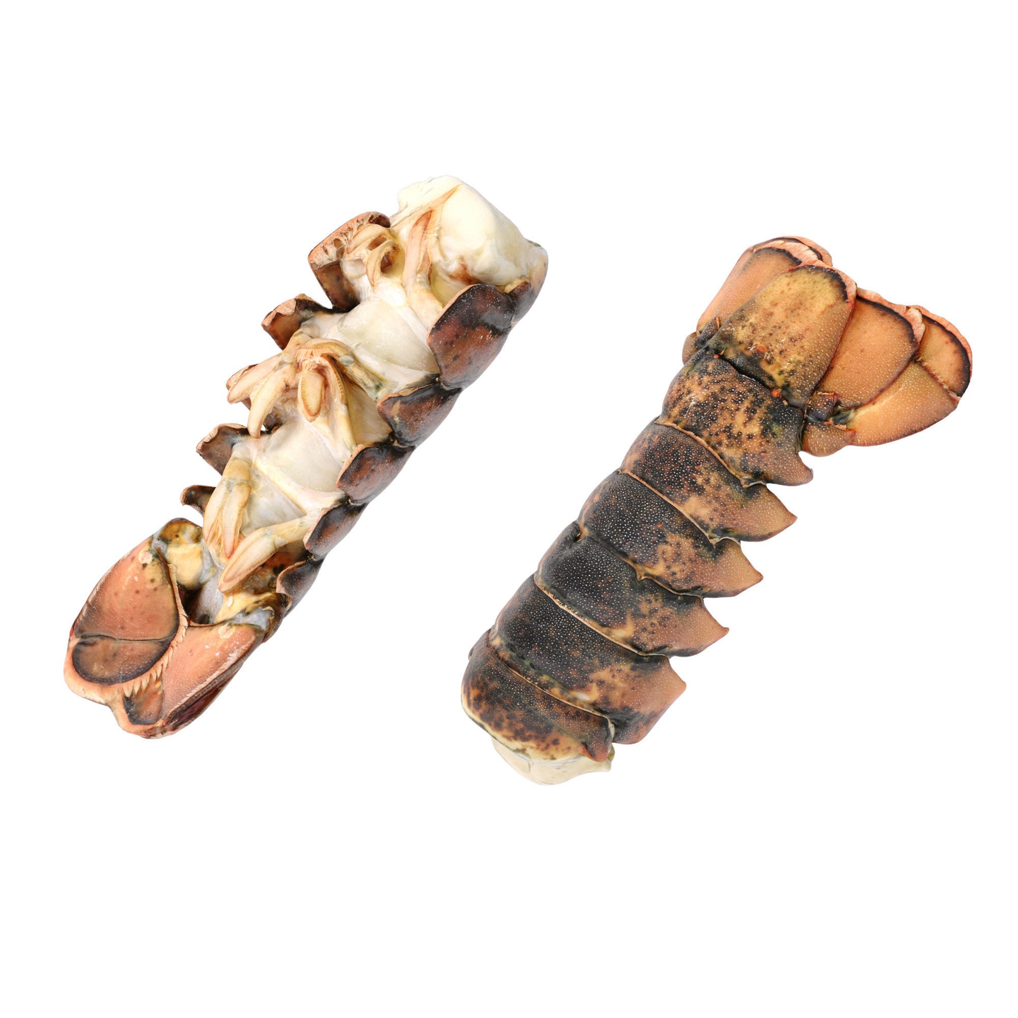 Atlantic Lobster Tails 3D Model – High Poly & Low Poly, FBX/OBJ Formats - View 14