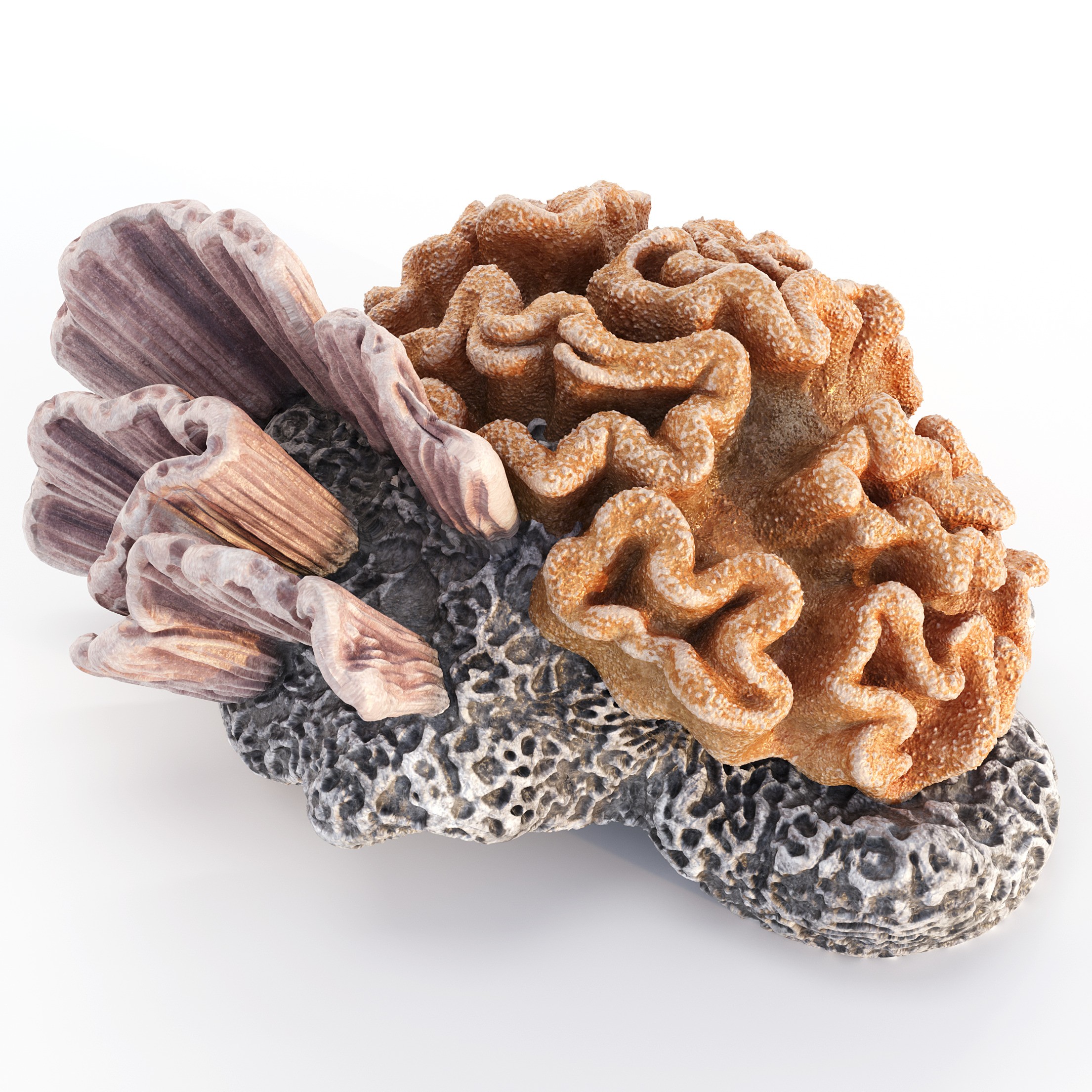Coral 3D Model – Photorealistic Underwater Ecosystem Pack, FBX & OBJ - View 10