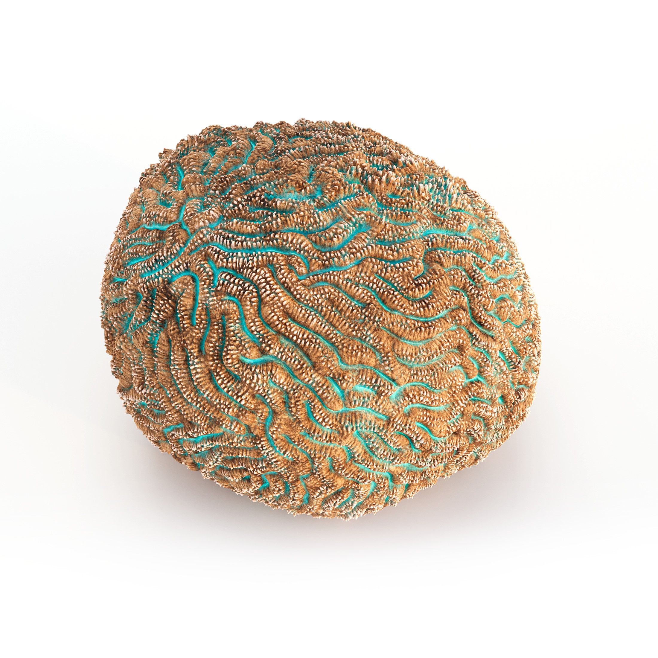 Coral 3D Model – Photorealistic Underwater Ecosystem Pack, FBX & OBJ - View 14