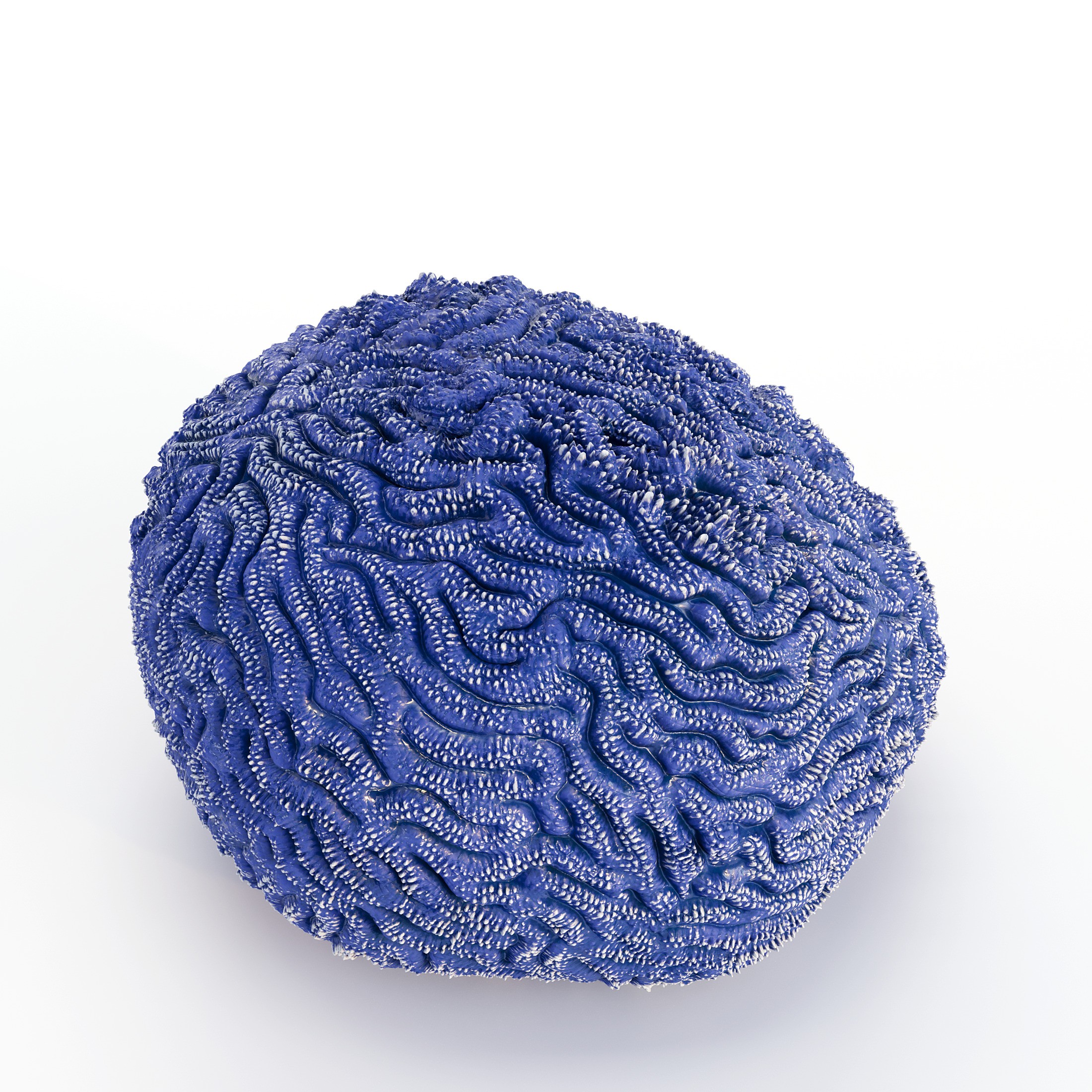 Coral 3D Model – Photorealistic Underwater Ecosystem Pack, FBX & OBJ - View 16