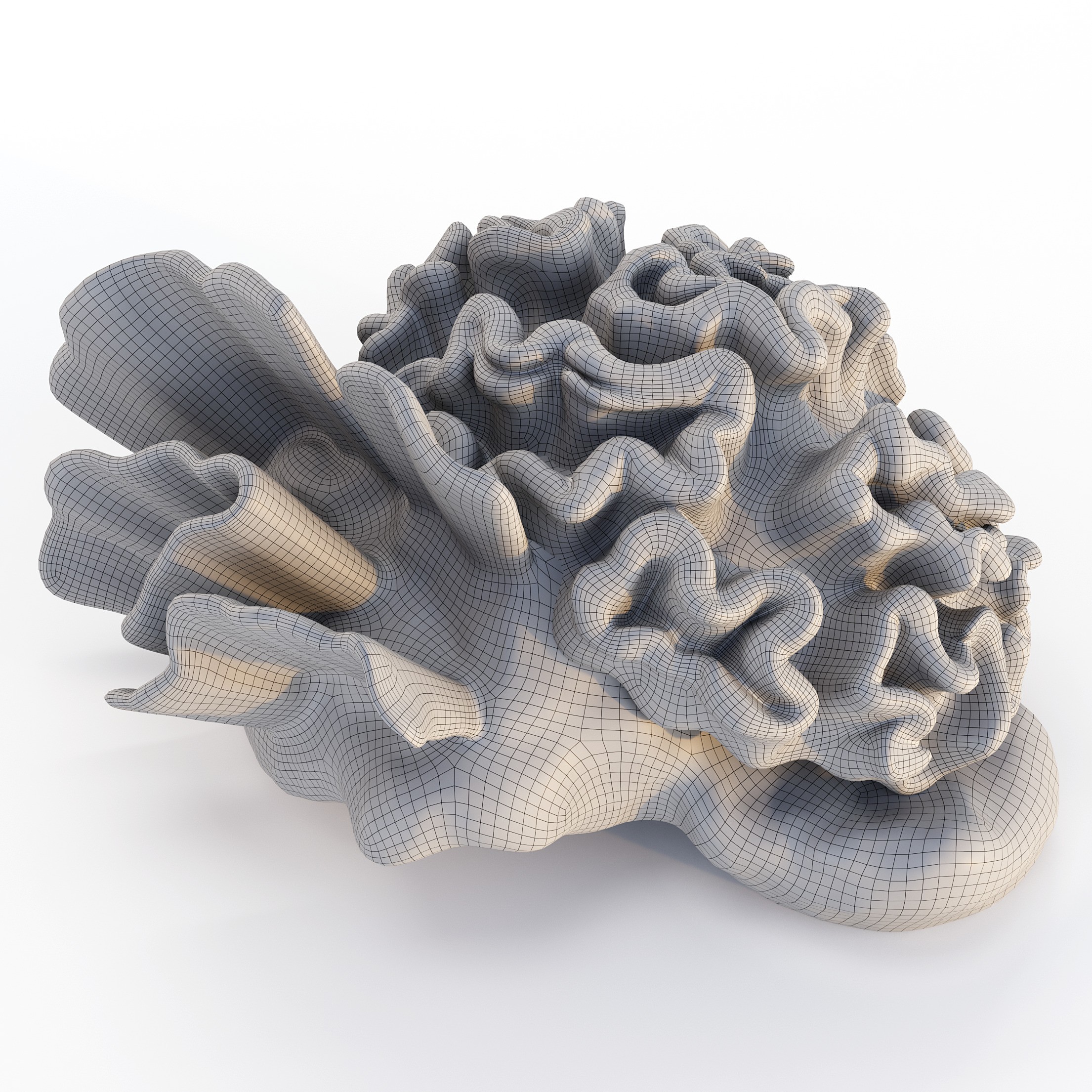 Coral 3D Model – Photorealistic Underwater Ecosystem Pack, FBX & OBJ - View 27