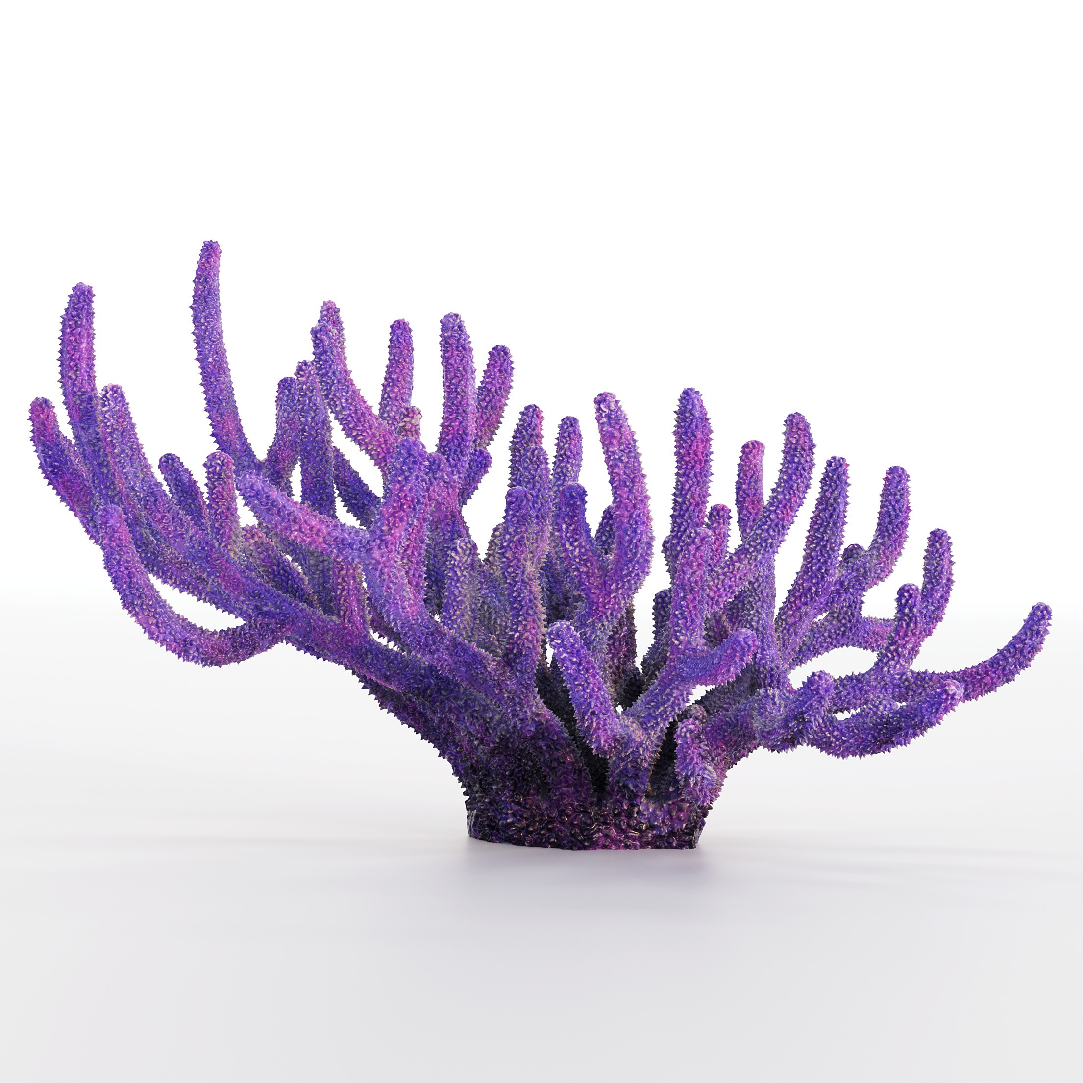 Coral 3D Model – Photorealistic Underwater Ecosystem Pack, FBX & OBJ - View 30