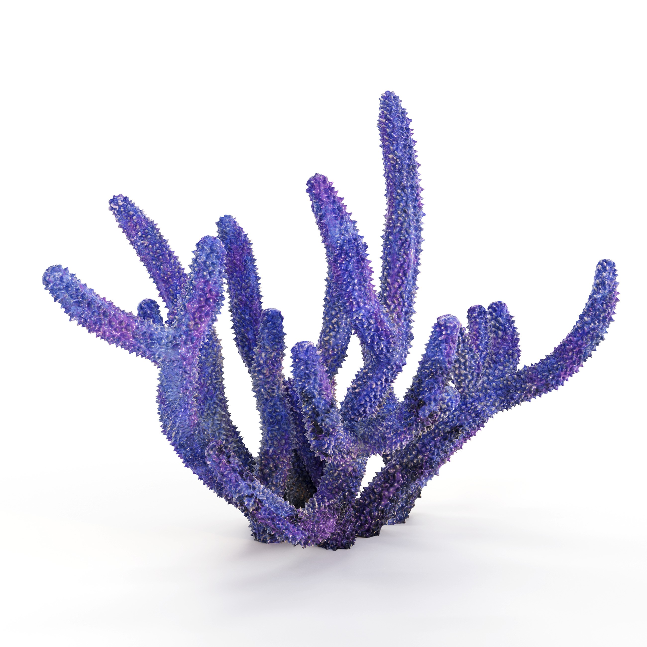 Coral 3D Model – Photorealistic Underwater Ecosystem Pack, FBX & OBJ - View 32