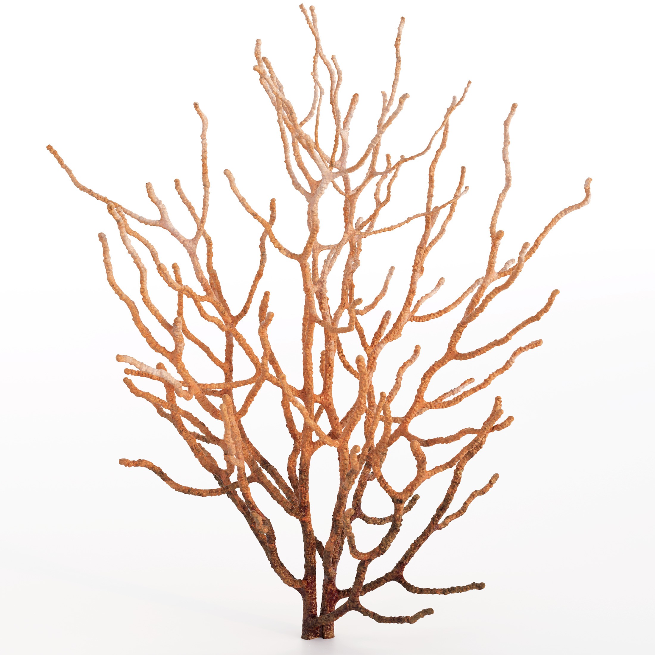 Coral 3D Model – Photorealistic Underwater Ecosystem Pack, FBX & OBJ - View 34