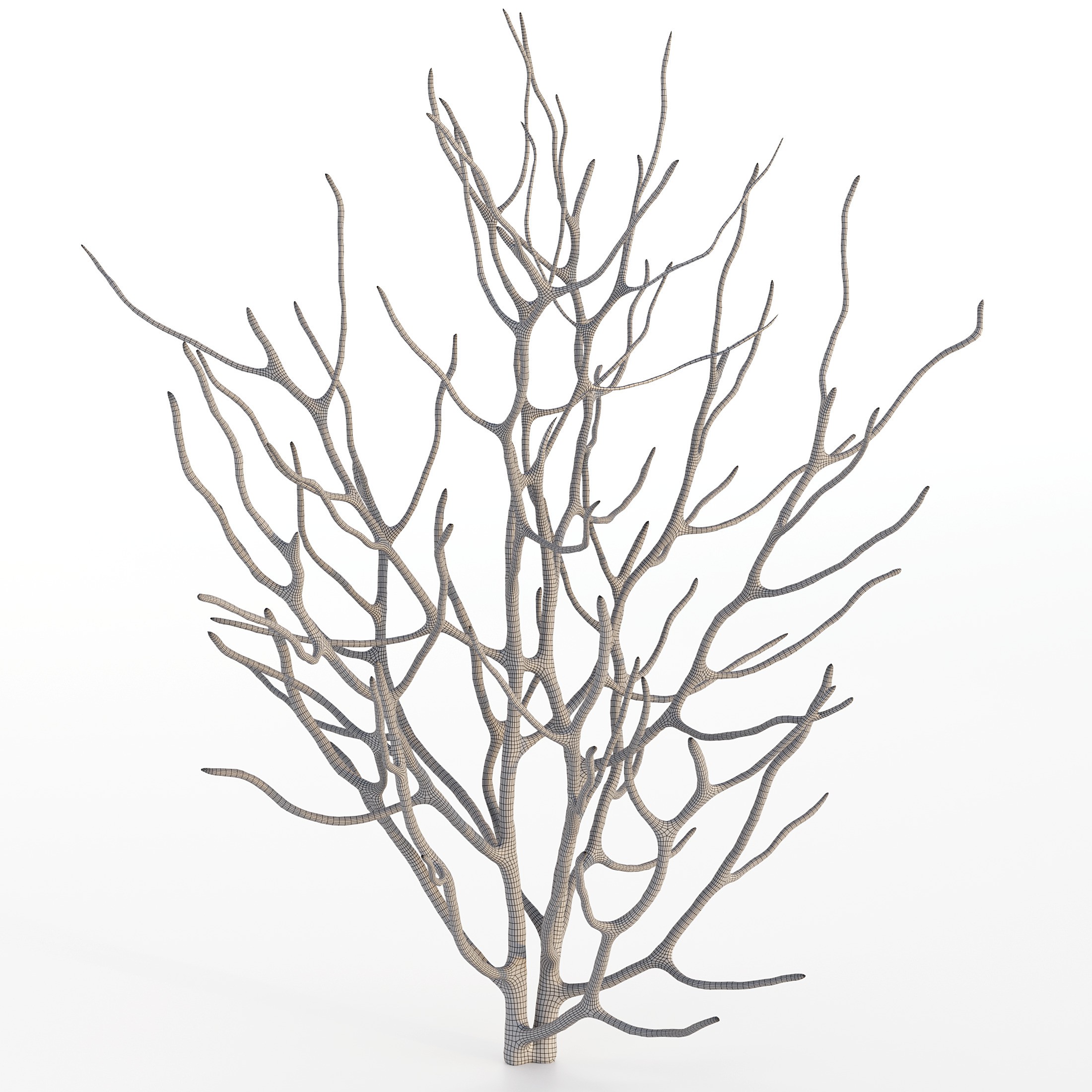 Coral 3D Model – Photorealistic Underwater Ecosystem Pack, FBX & OBJ - View 35