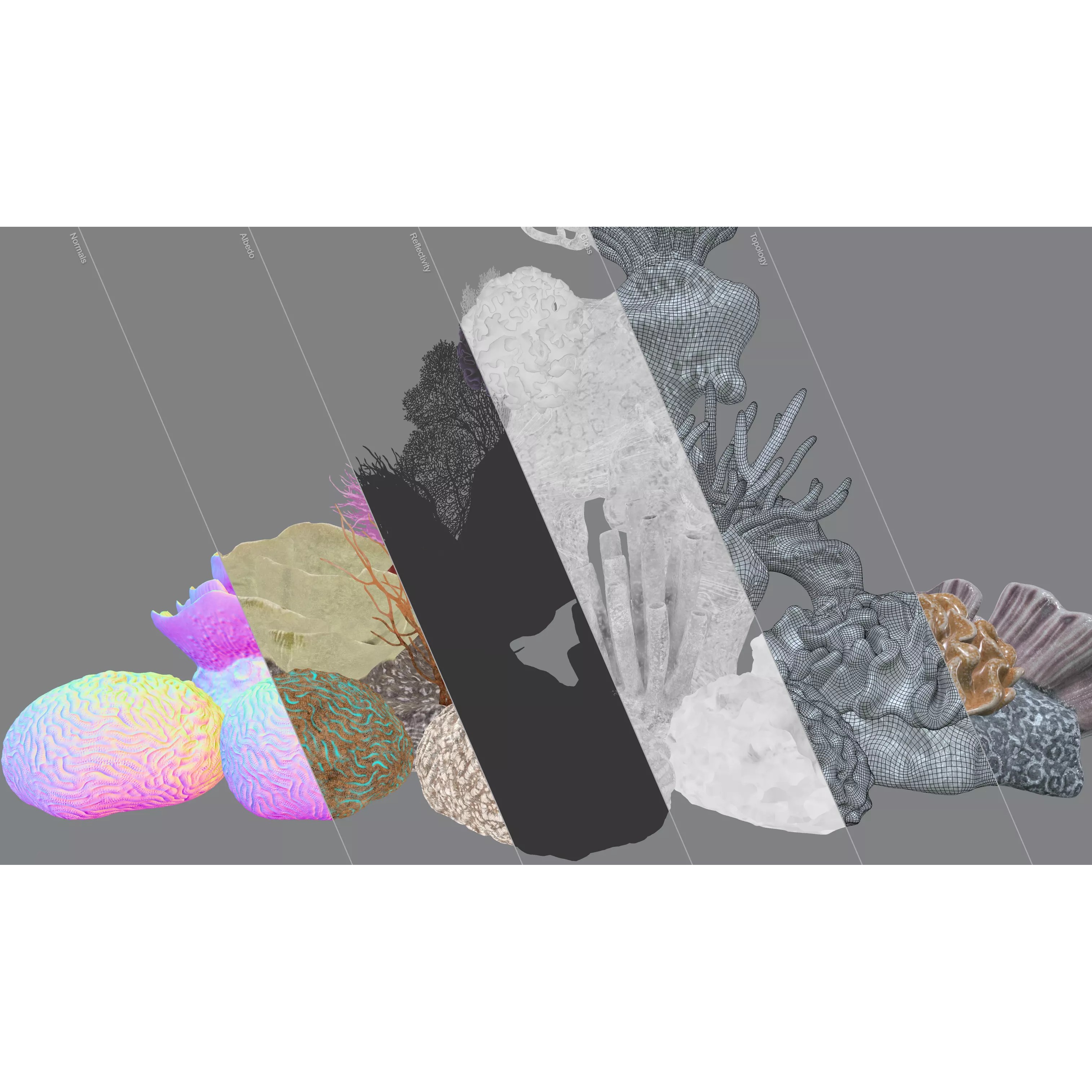 Coral 3D Model – Photorealistic Underwater Ecosystem Pack, FBX & OBJ - View 5