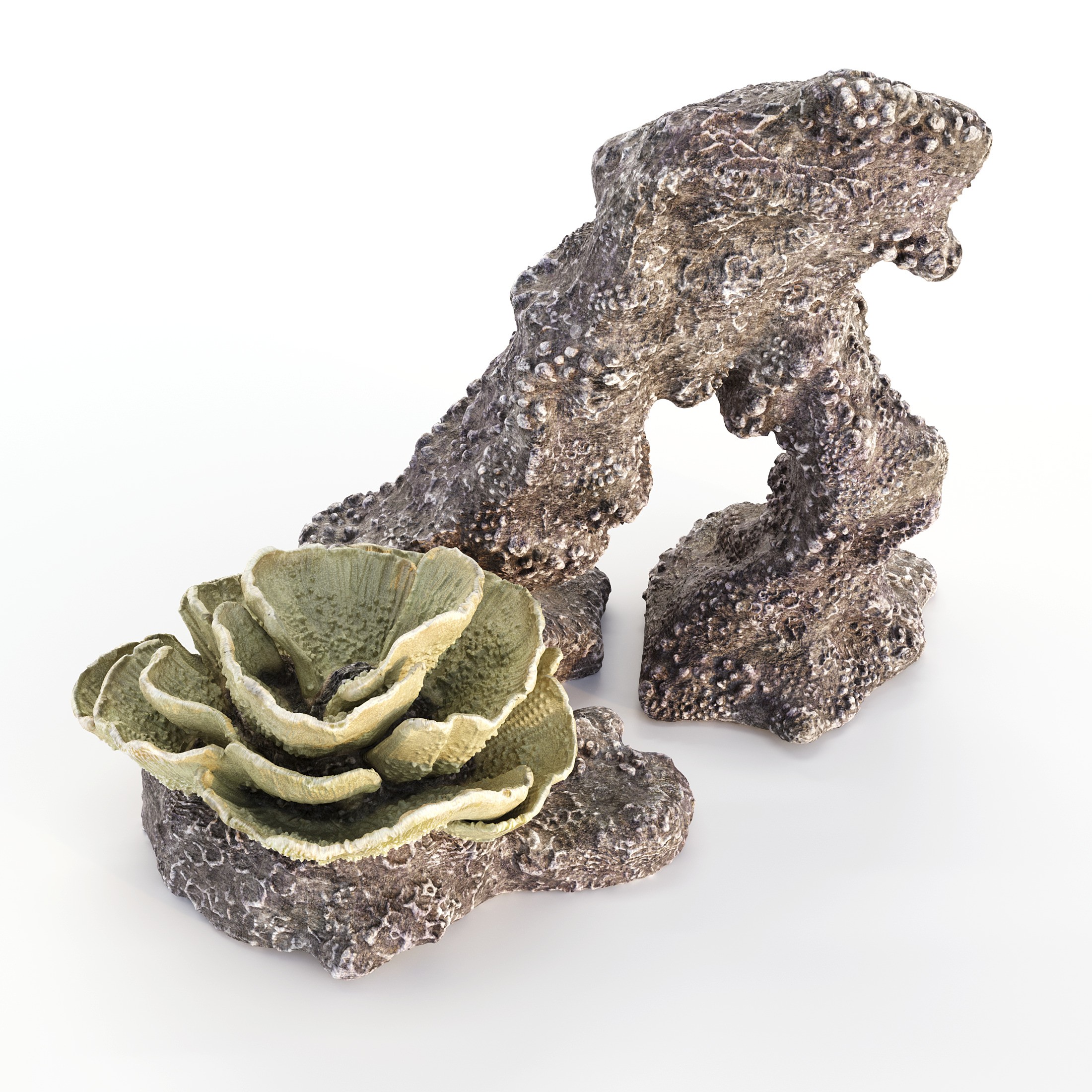 Coral 3D Model – Photorealistic Underwater Ecosystem Pack, FBX & OBJ - View 8