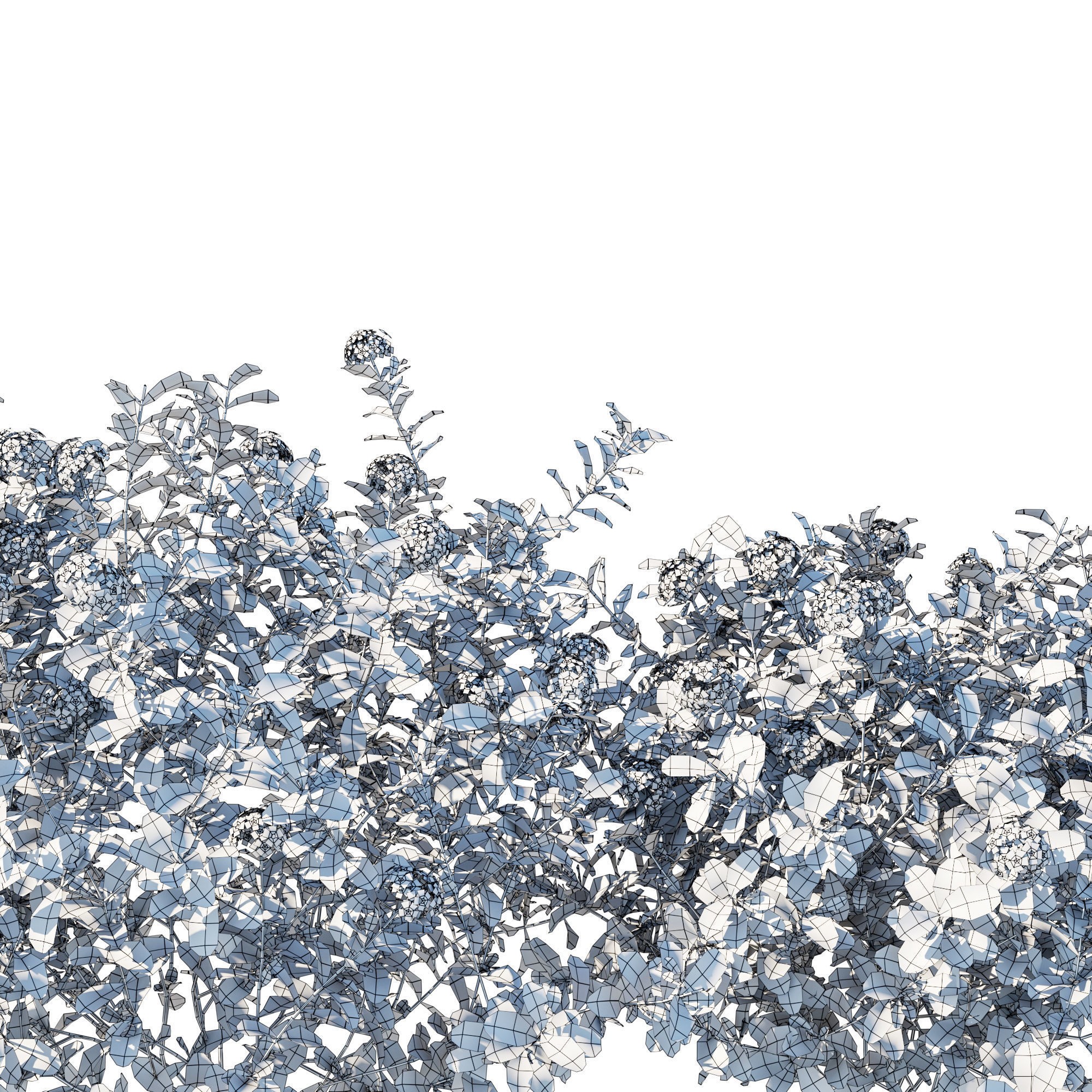 Plumbago Auriculata Bush 3D Model – PBR Textured Game Asset, FBX