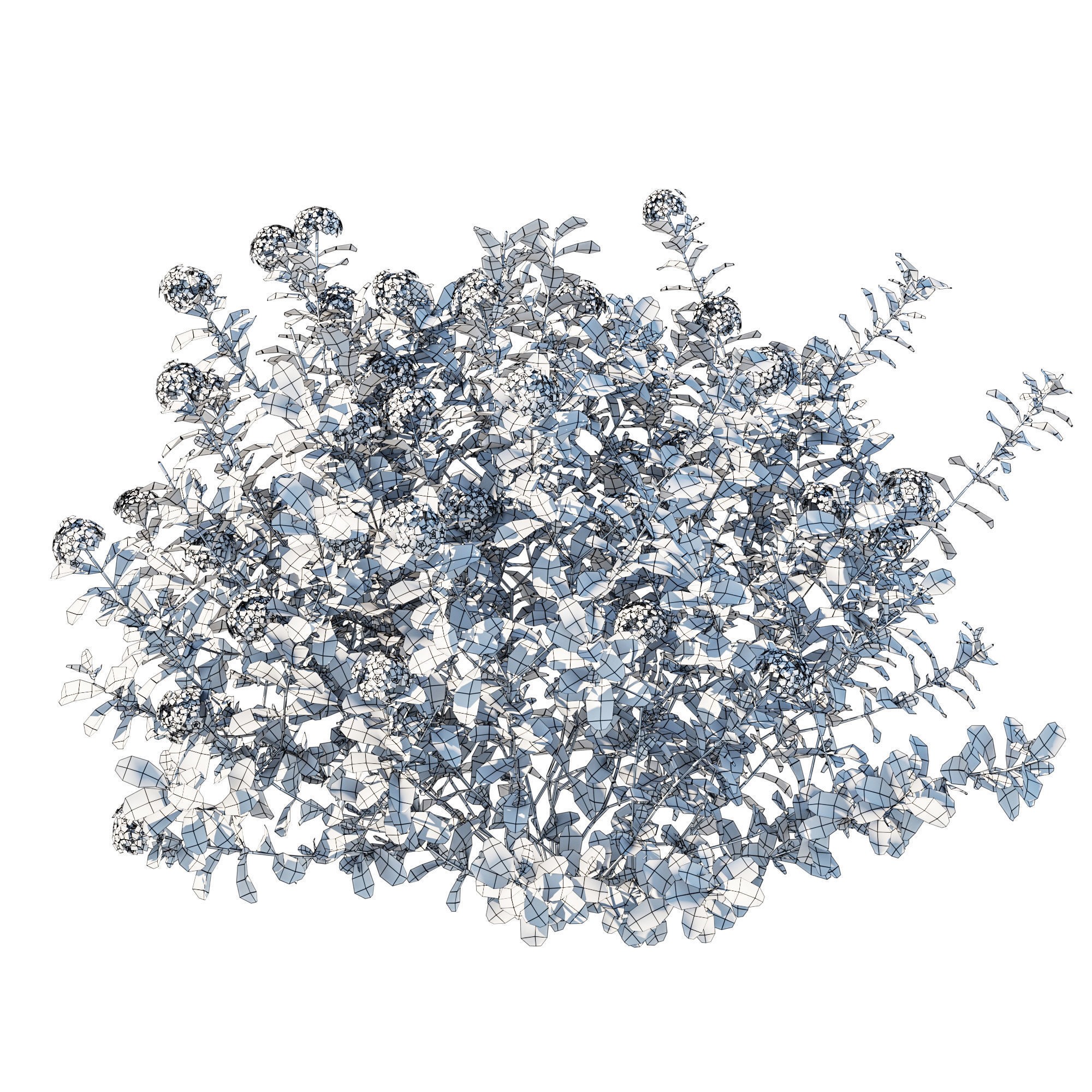 Plumbago Auriculata Bush 3D Model – PBR Textured Game Asset, FBX - View 10