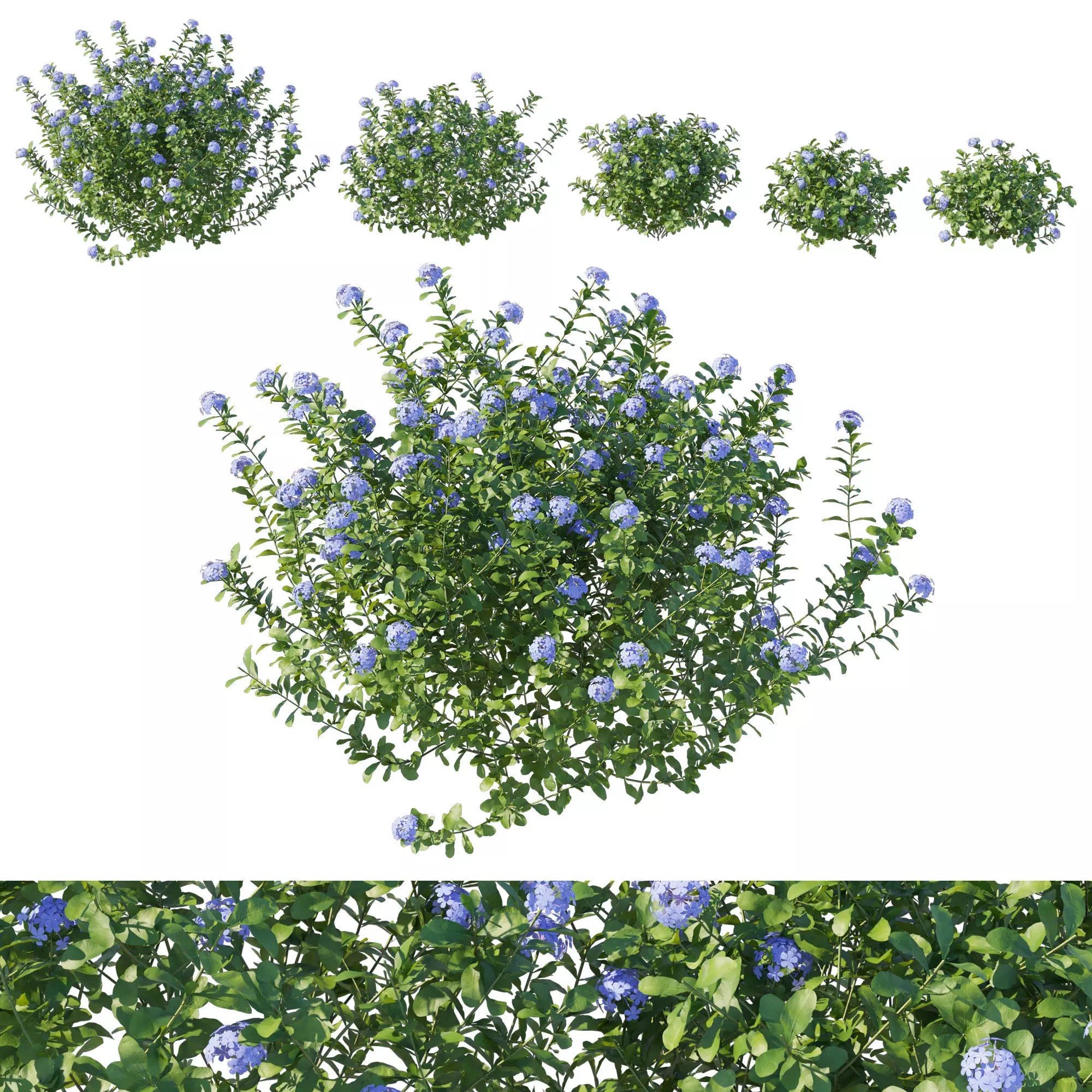 Plumbago Auriculata Bush 3D Model – PBR Textured Game Asset, FBX - View 2