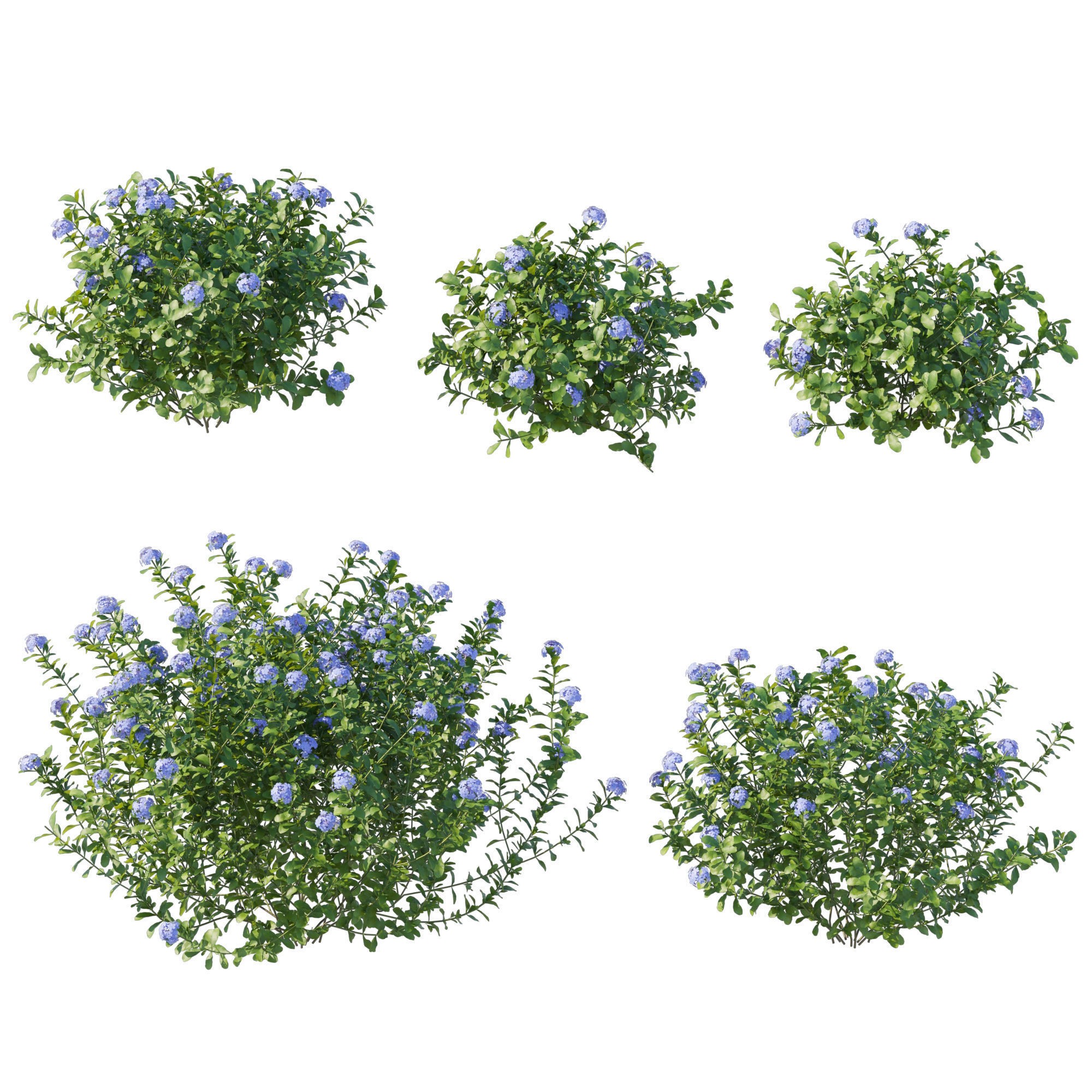 Plumbago Auriculata Bush 3D Model – PBR Textured Game Asset, FBX - View 3