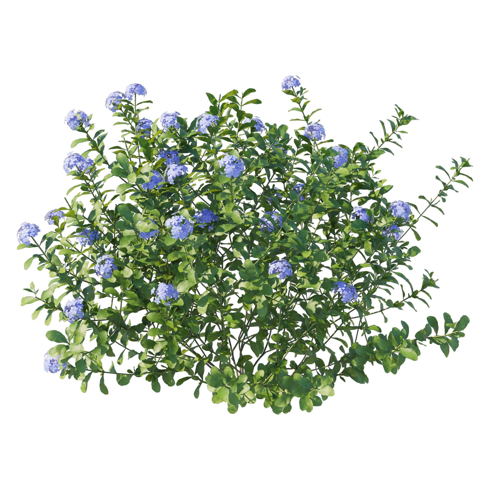 Plumbago Auriculata Bush 3D Model – PBR Textured Game Asset, FBX - View 4