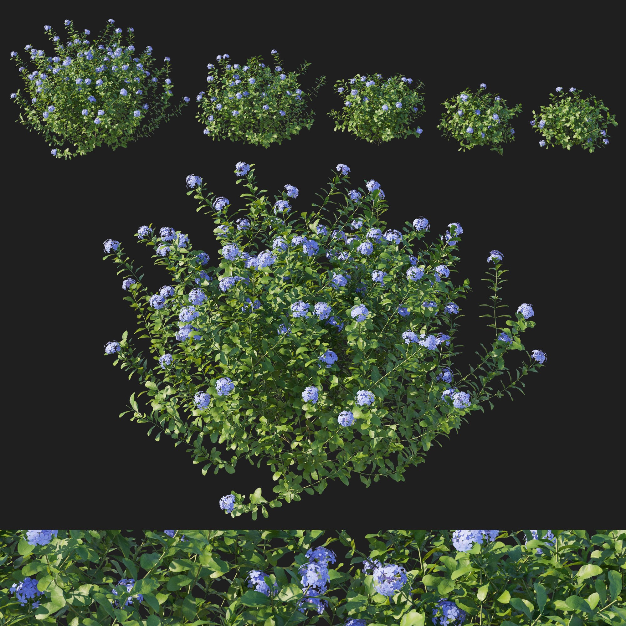 Plumbago Auriculata Bush 3D Model – PBR Textured Game Asset, FBX - View 5