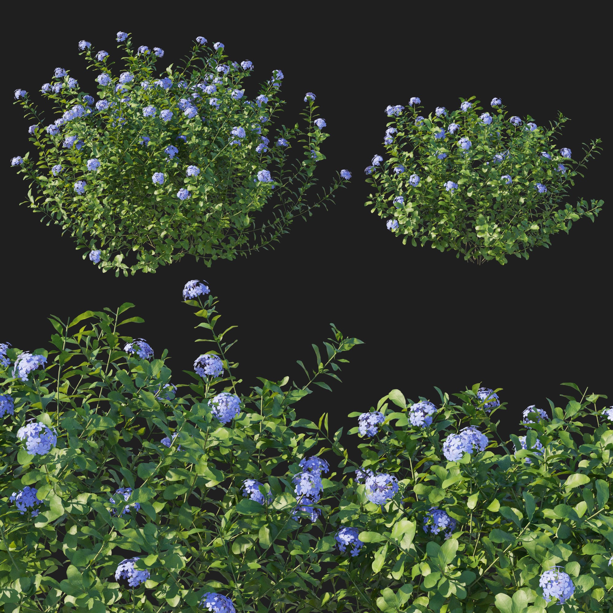 Plumbago Auriculata Bush 3D Model – PBR Textured Game Asset, FBX - View 6