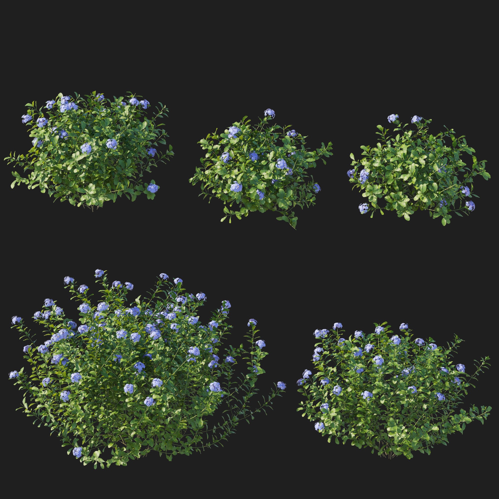 Plumbago Auriculata Bush 3D Model – PBR Textured Game Asset, FBX - View 7