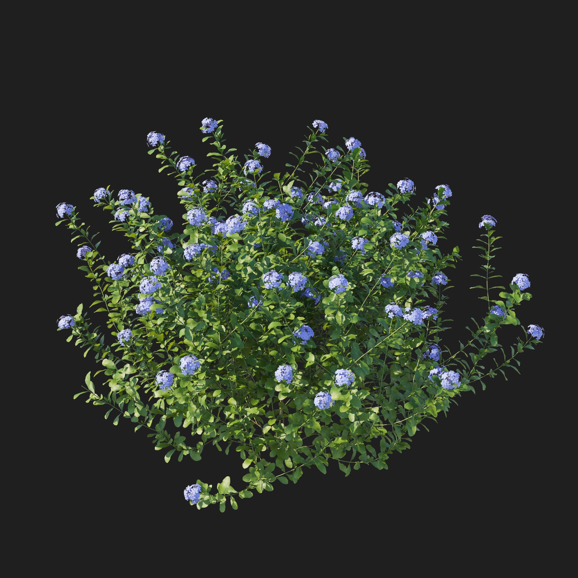 Plumbago Auriculata Bush 3D Model – PBR Textured Game Asset, FBX - View 8