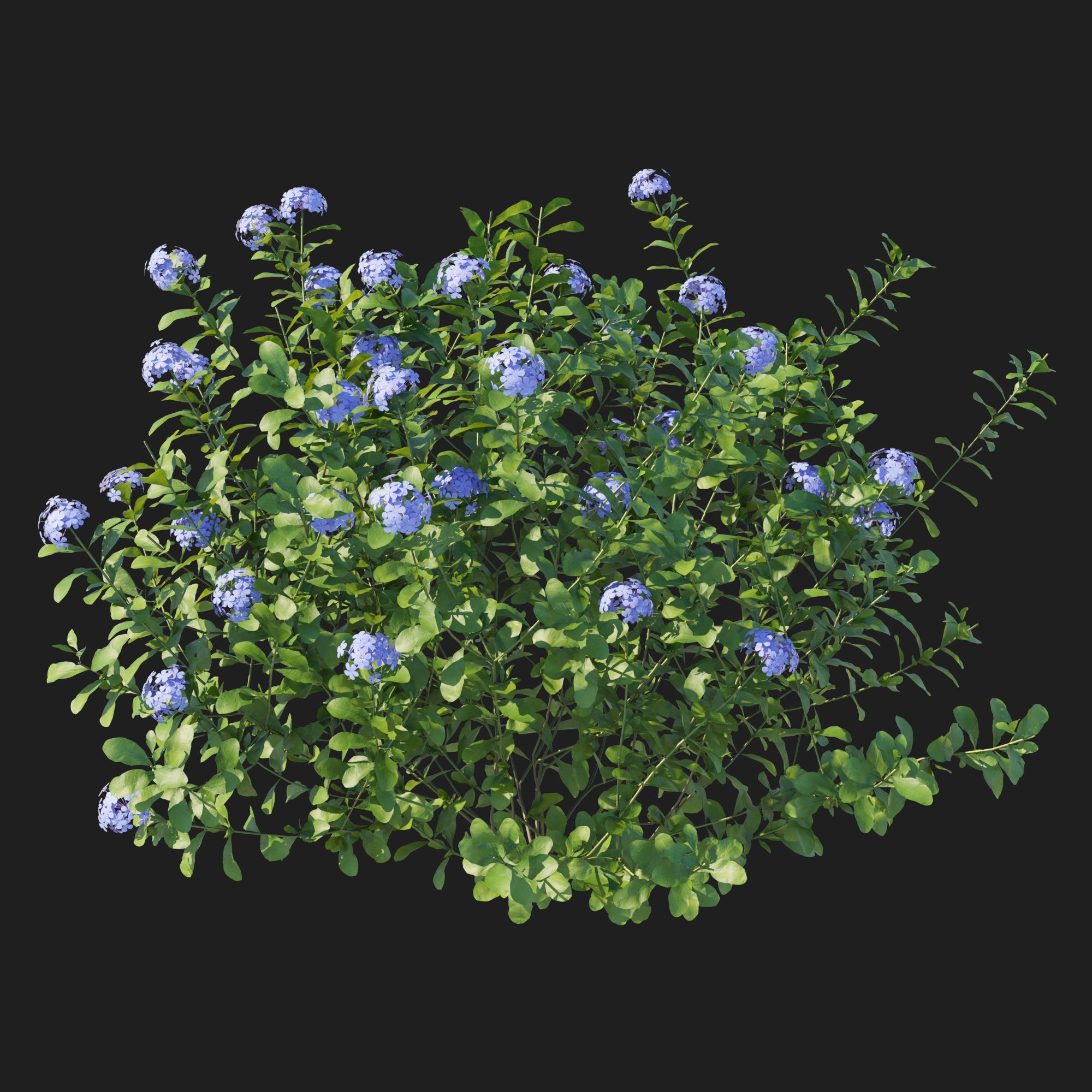 Plumbago Auriculata Bush 3D Model – PBR Textured Game Asset, FBX - View 9
