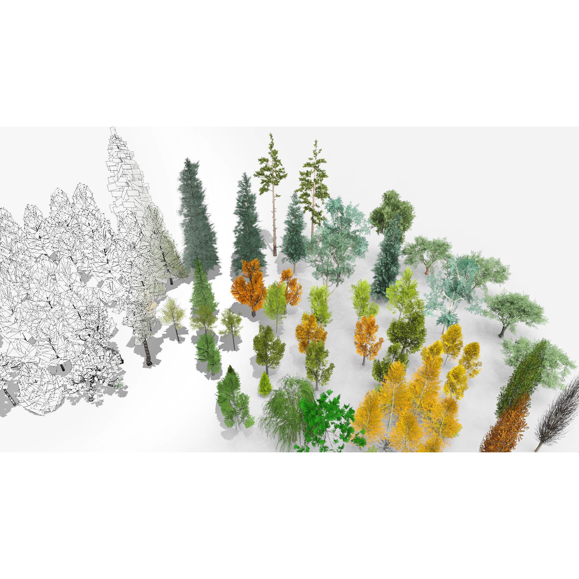 Temperate Trees 3D Model – Low Poly Collection for SketchUp - View 4